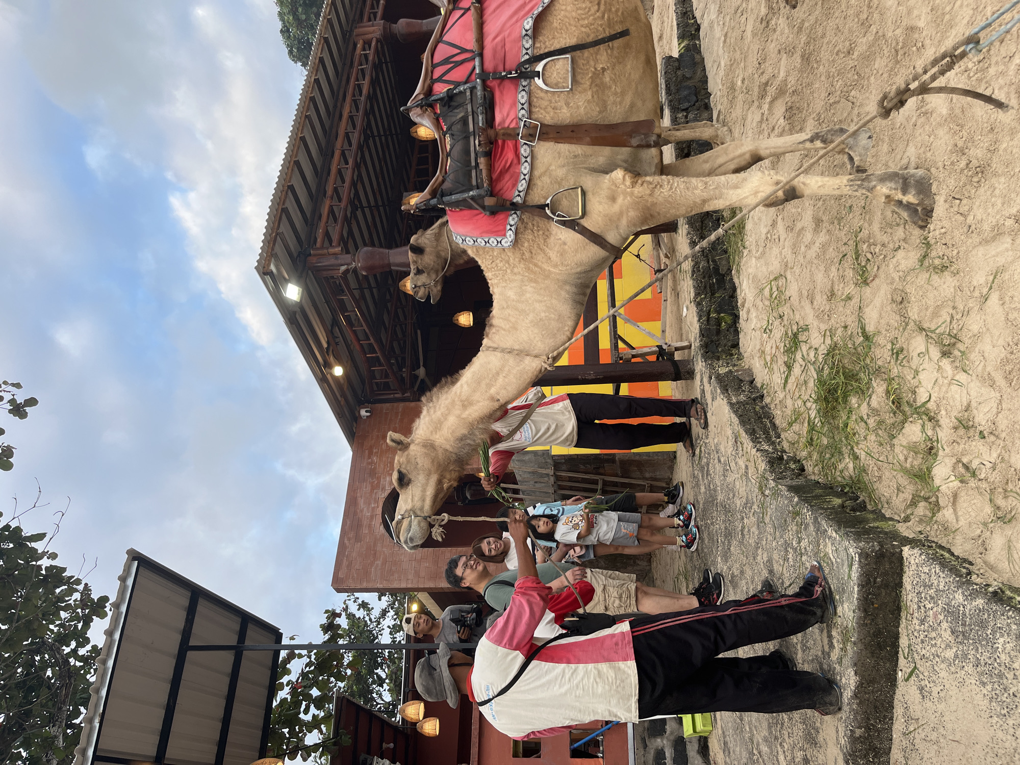 A group of people are interacting with camels in an outdoor sandy enclosure, possibly a tourist attraction in Kuta, Indonesia. In the foreground, a person wearing a hat and a pink and white shirt is holding a rope attached to a camel, and the camel is extending its head towards the person. The camel is wearing a red saddle blanket with white trim and has stirrups. Another camel, equipped with a saddle, is visible behind the first. Several other people, including adults and a child, are standing near the camels, some are holding what appears to be grass. The background shows structures with corrugated roofs, brick walls, and some vegetation. The ground is sandy with patches of grass and concrete elements. The sky is overcast with clouds.