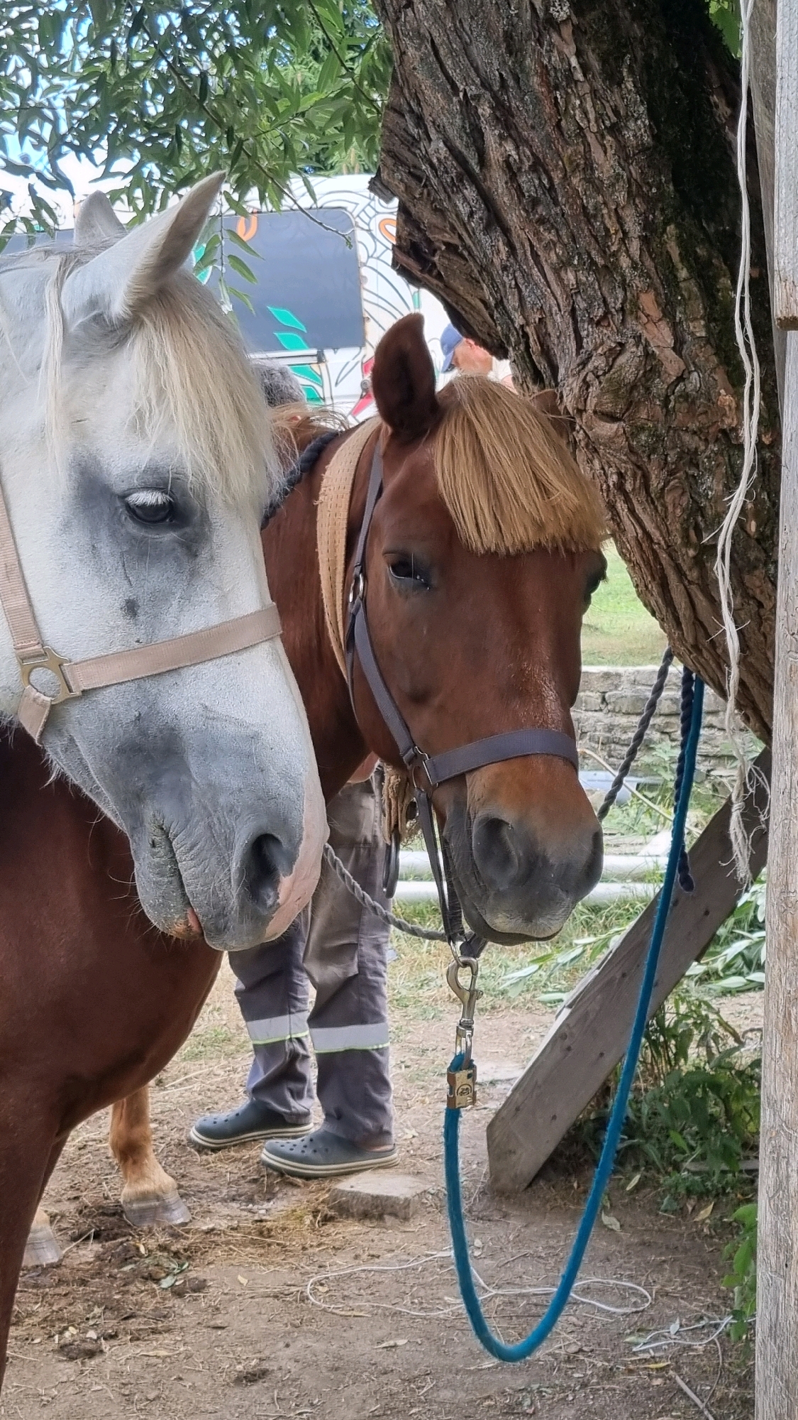 In Izky, Ukraine, two horses, one white and one brown, stand next to a large tree. The white horse on the left has a light-colored halter and its head is turned towards the camera, showing its eye and part of its muzzle. The brown horse on the right is wearing a dark halter and has a fringe of hair above its eyes. A person in gray work pants with reflective stripes and dark shoes stands between the horses, partially obscured. A blue rope is attached to the brown horse's halter via a clip and lock, and it trails onto the ground. The ground is covered with dirt and scattered debris. In the background, there is foliage, a tree trunk, and what appears to be a decorated vehicle.