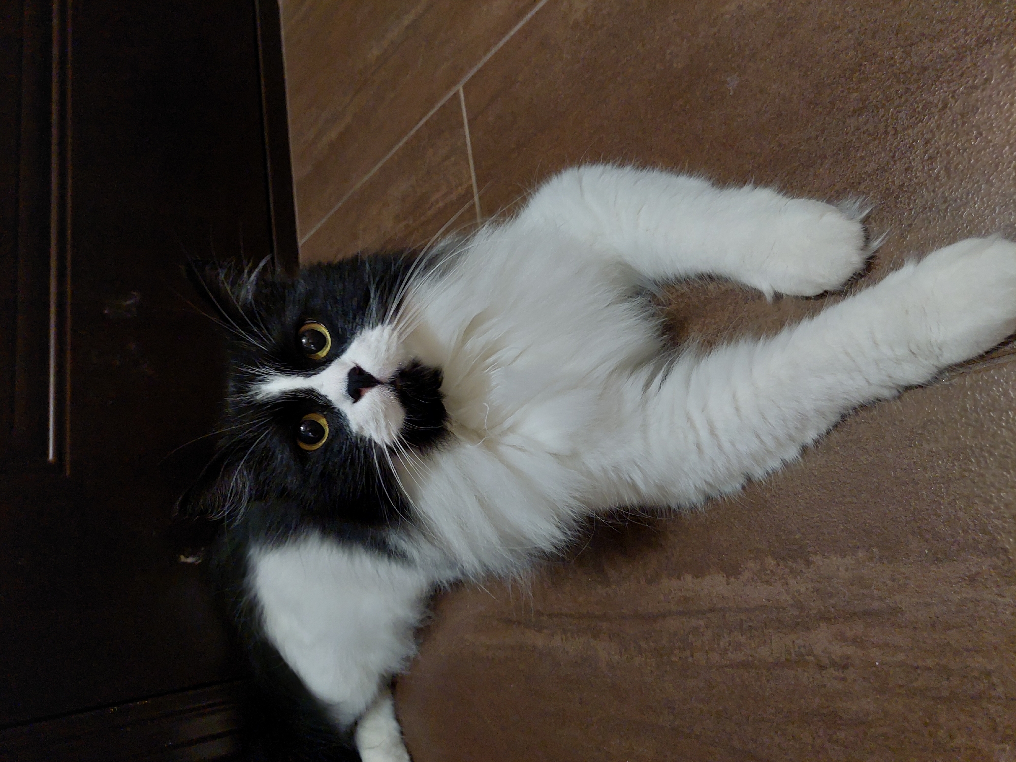 A black and white cat lies on its back on a brown surface. The cat is mostly white, with black markings on its head, chest, and back. It is looking at the camera with wide eyes. The cat is lying on a brown surface, which appears to be carpet. In the background is a dark brown door and tiled wall. The location cannot be determined as Plovdiv, Bulgaria.