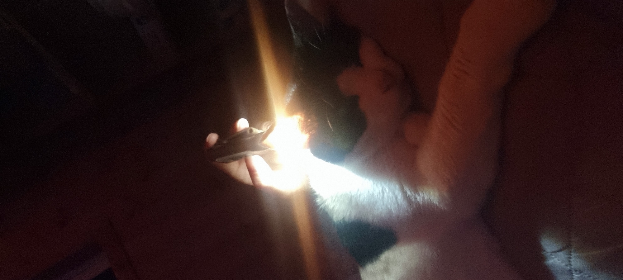 The image, taken indoors, shows a person's hand holding a small, dark-colored object. The subject appears to be a cat, which is mostly white with some black markings. The cat's head and part of its body are visible, and it seems to be close to the object held by the person. The lighting is strong, casting bright light and shadows. There is no locational information to suggest this scene takes place in Dunnae-myeon, South Korea. The setting is unclear, with dark areas suggesting a room or space with limited light.
