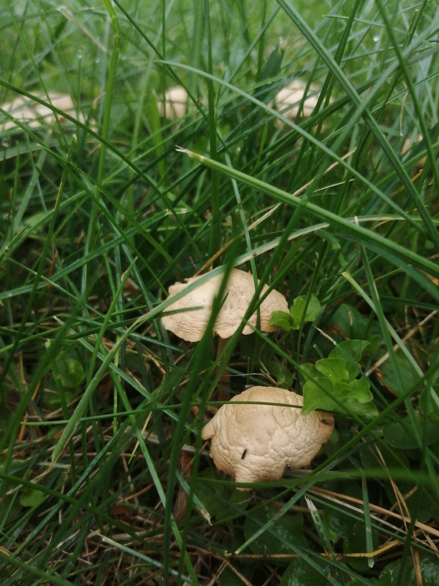 The image depicts two pale, somewhat wrinkled mushrooms nestled within lush green grass. One mushroom is in the foreground, slightly to the right, with a visible dark speck, possibly an insect, on its cap. The other mushroom is partially obscured by grass blades, further back and to the left. The grass is densely packed and appears somewhat damp. The overall scene is indicative of a natural, outdoor environment, possibly a park or garden. There is no discernible urban context or specific landmarks to suggest a location within the city of Slonim, Belarus. The image is a close-up view of the fungi and surrounding vegetation.