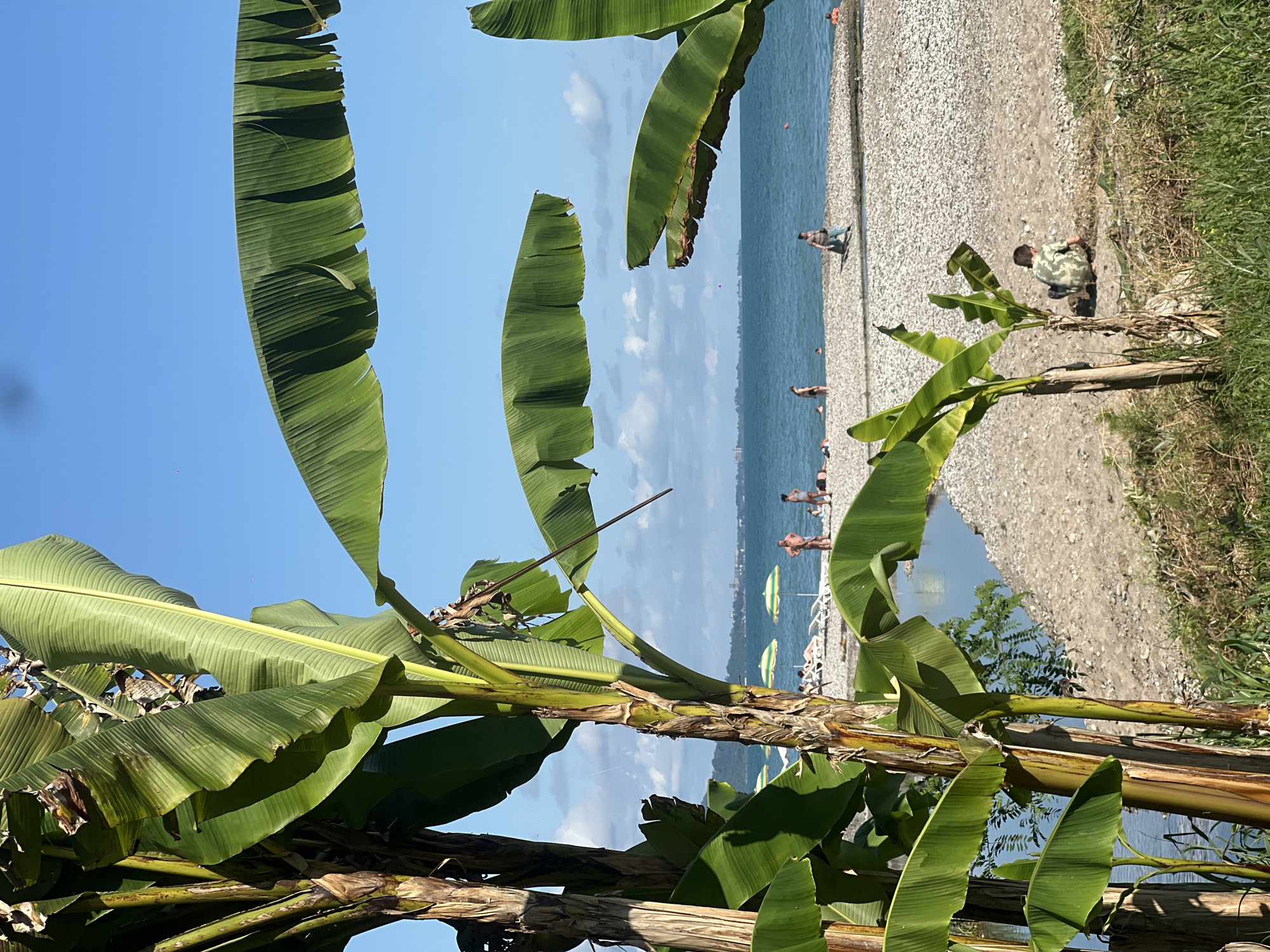 An outdoor shot shows a beach scene in the daylight, with lush banana trees in the foreground on the left. The trees have large, green leaves that partially obscure the view of the background. Beyond the trees, a body of water stretches out to the horizon under a clear blue sky with scattered clouds. The beach is covered in pebbles and sand, with several people visible. Some individuals are seen standing or walking on the beach, while others appear to be sunbathing on lounge chairs near the water. Green and white striped umbrellas are also scattered across the beach. A child in a camouflage shirt is visible near the bottom right corner, digging in the sand. The water is a deep blue, with small waves lapping at the shore. The overall scene is serene and suggests a warm, sunny day at the beach.