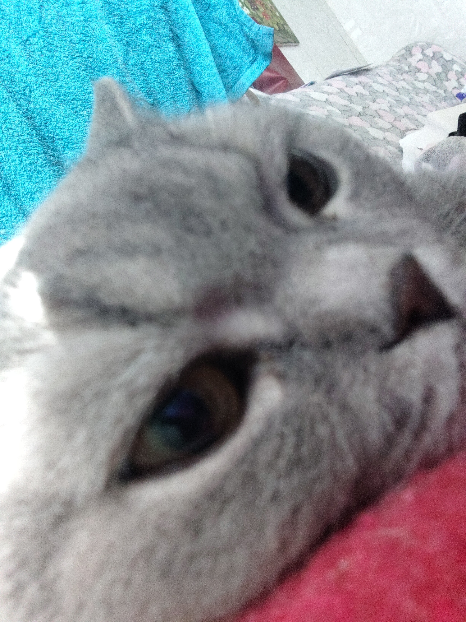 A close-up image shows a gray cat's face with its eyes open. The cat is resting on a red surface, possibly a blanket. Behind the cat, there is a blue towel and a patterned blanket. The location is Unknown, Unknown.