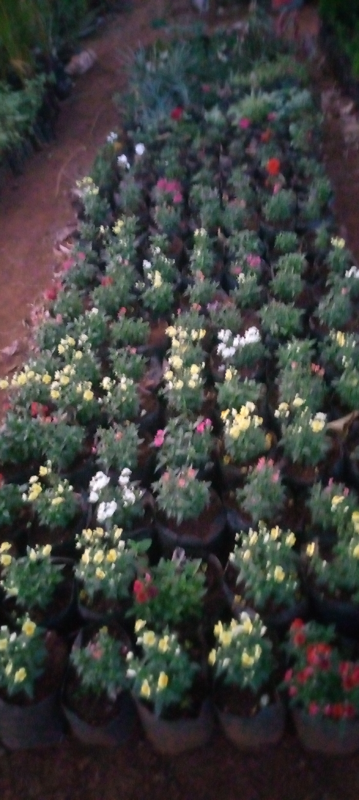 This image captures a vibrant collection of small flowering plants in what appears to be a nursery or garden center in Kenol, Kenya. The scene is dominated by numerous plants, each housed in a black plastic bag or small pot, arranged closely together on a dirt path or bare ground.
The primary subjects are the plants themselves, showcasing a variety of colors including white, yellow, pink, and red blossoms interspersed among green foliage. The plants are small and bushy, suggesting they are young seedlings or compact varieties ready for planting or sale.
No people are visible in the frame, and therefore no specific human activity is depicted. The scene focuses solely on the horticultural display.
Notable details include the repetitive pattern of the potted plants, creating a sense of abundance. The lighting appears soft and diffused, possibly indicating an overcast day or the softer light of early morning or late afternoon. The ground is a natural brown color, characteristic of soil or earth. The image quality is somewhat blurry, making individual plant details less sharp, but the distinct colors of the flowers are still evident. There is no visible text in the image.