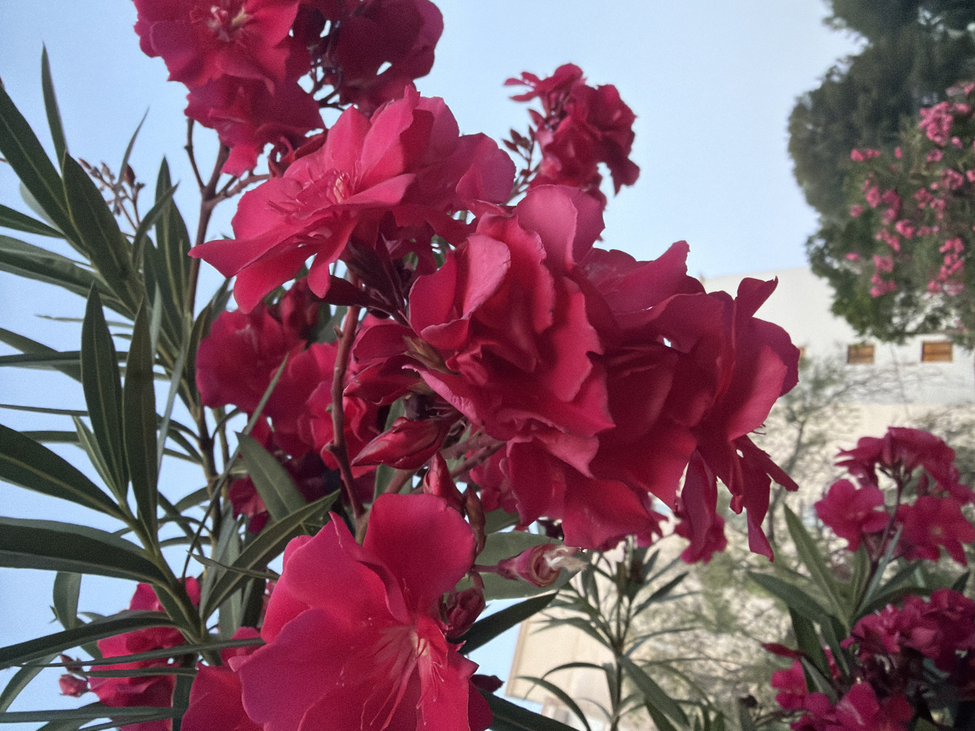 A close-up, low-angle shot features vibrant fuchsia oleander flowers in full bloom against a hazy sky. The flowers are dense, with layered petals, and are interspersed with long, narrow green leaves. A white building with a few visible windows can be seen in the background, to the left of the frame. Further in the background, trees and more oleander bushes with pink blooms are visible. The scene appears to be outdoors, likely in a Mediterranean climate, consistent with the location of Calvià, Spain. There are no people or animals visible in the image.