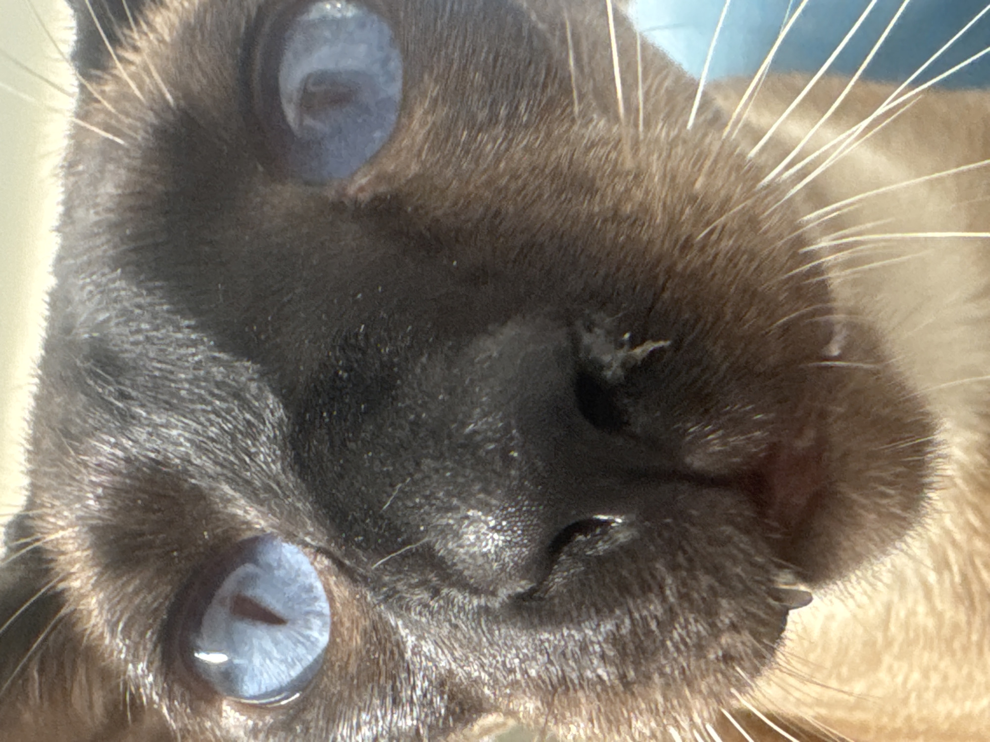 The media file is a close-up, angled shot of a Siamese cat's face. The cat has striking blue eyes and dark brown fur with lighter brown undertones. The image is brightly lit, suggesting it was taken during the daytime, likely indoors with natural light. The focus is sharp on the cat's eyes, nose, and whiskers, highlighting the texture of its fur and the details of its facial features. There is no visible text in the image. The cat appears calm, with its gaze directed towards something out of frame, possibly the camera. The background is out of focus, showing a hint of a light-colored surface and a blurred blue area, which could be a wall or a piece of furniture. The overall impression is an intimate and detailed portrait of the feline.