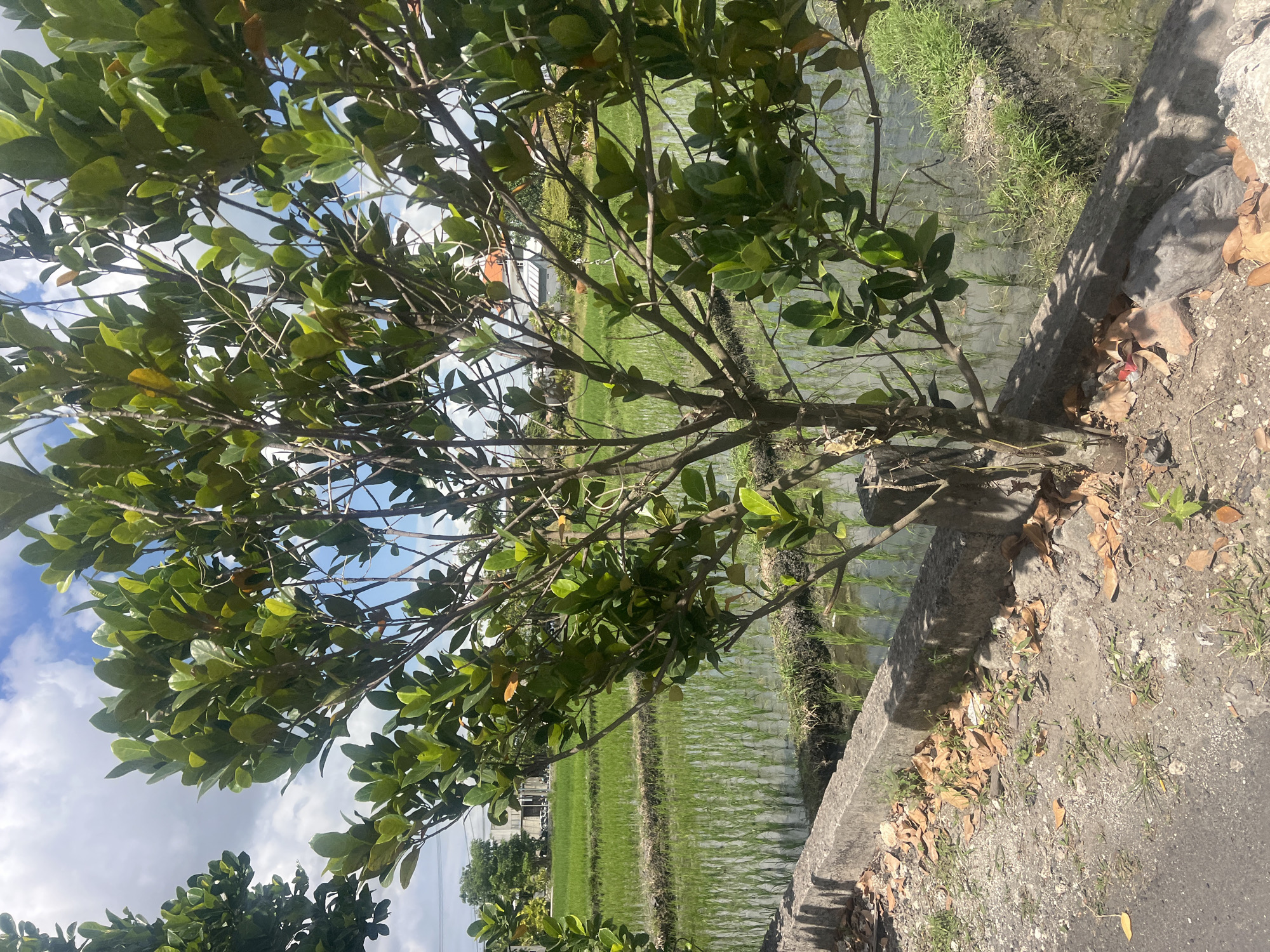 A medium shot captures a sunlit scene of a lush green rice paddy field in Mengwi, Indonesia, bordering a rough, gravelly path. In the foreground, a young tree with dense green foliage stands prominently, its branches extending outwards. A concrete barrier runs along the edge of the path, separating it from the paddy field. The field itself is filled with water, reflecting the bright sky and the planted rice seedlings, which are arranged in neat rows. In the background, a few buildings with orange-tiled roofs are visible amidst more greenery, hinting at a rural residential area. The sky above is a vivid blue with scattered white clouds. The overall atmosphere is tranquil and idyllic, showcasing a typical rural landscape of Bali.