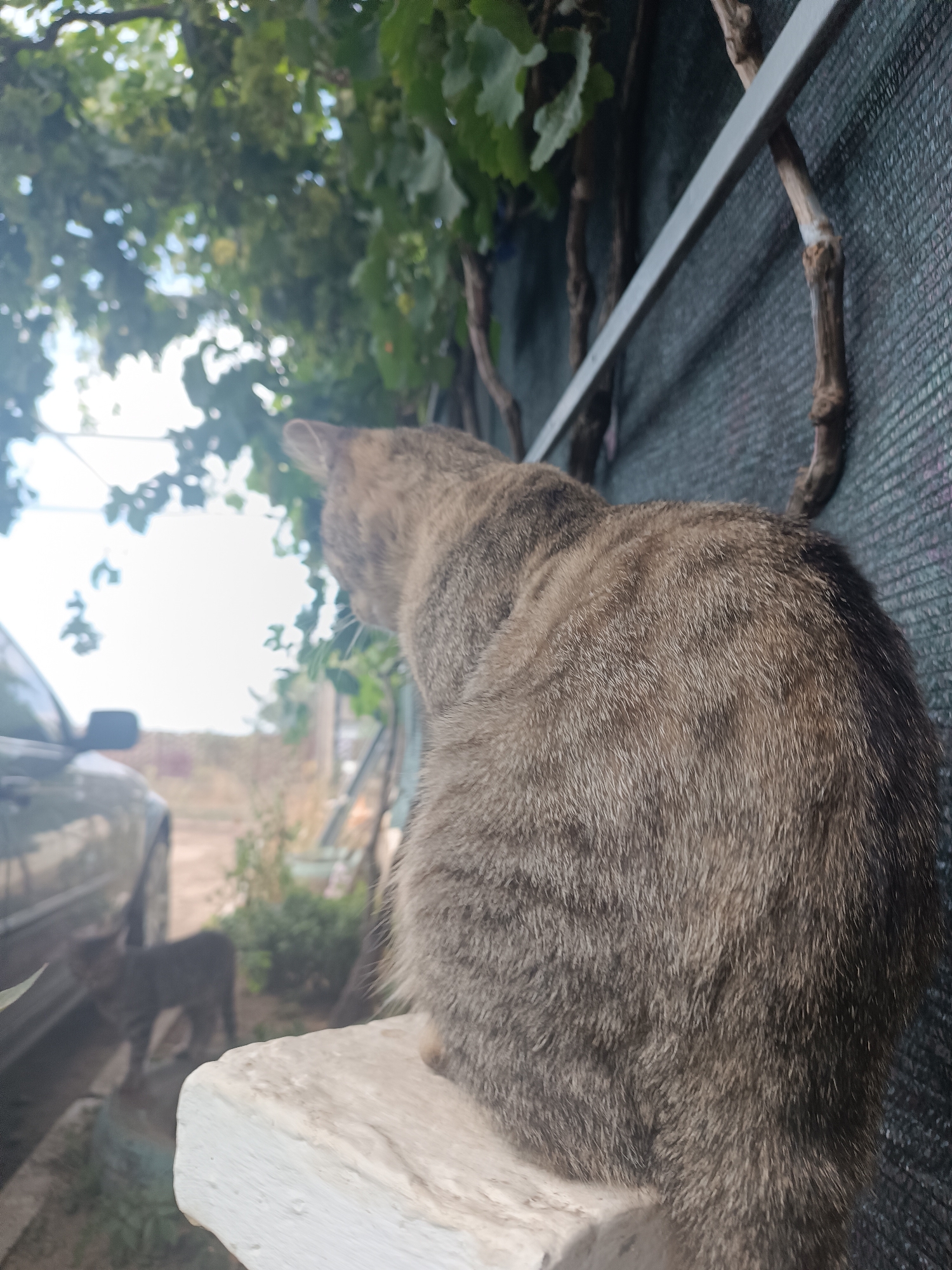 A tabby cat sits on a white ledge, facing away from the camera towards a blurry background. The cat is the primary subject, with its back and hindquarters filling a significant portion of the frame. Behind the cat, a dark, textured wall is visible, partially obscured by climbing vines and a thin metal bar. To the left of the cat, a dark-colored car is visible, also out of focus. Further in the background, a smaller, darker cat can be seen standing. The environment appears to be outdoors, possibly in a yard or alleyway, with foliage and what looks like a fence or screen in the background. The overall lighting suggests daylight.