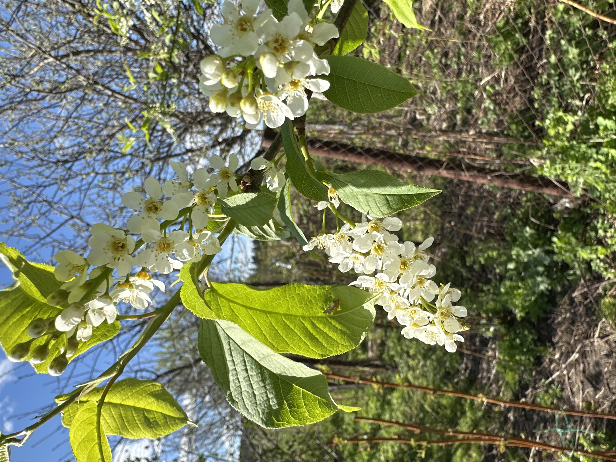A close-up, outdoor shot depicts blooming white flowers and green leaves in natural daylight. The flowers are clustered in bunches, with some buds still closed. The leaves are vibrant green with visible veins. A chain-link fence is visible in the background, along with other vegetation and branches. The sky is blue with some visible branches of other trees. The location is Среднее Кечево, Russia.