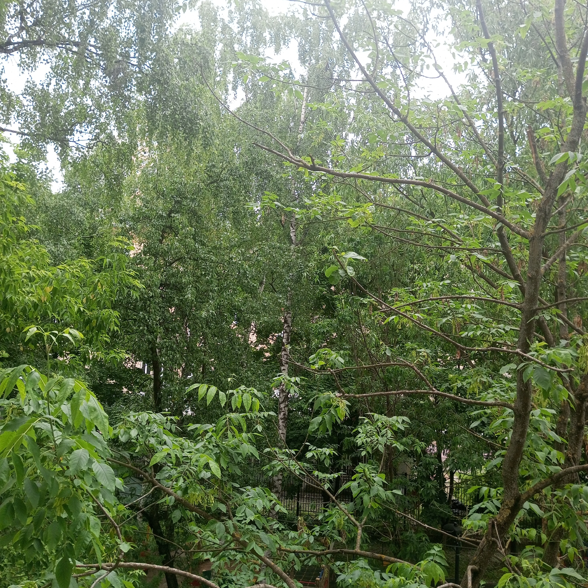 The image depicts a dense canopy of green foliage from trees, obscuring much of the background. The perspective is from below, looking upwards and into the trees. In the mid-ground, glimpses of what appear to be buildings with light-colored facades can be seen through the leaves, suggesting an urban environment. A dark metal fence is also partially visible in the background, indicating a boundary or enclosure. The branches of the trees are prominent in the foreground, with a variety of leaf shapes and sizes. The lighting suggests an overcast day, with diffused light filtering through the leaves. The overall impression is one of lush, natural growth within a built environment. The specific location in Moscow, Russia cannot be determined from the visual information alone.