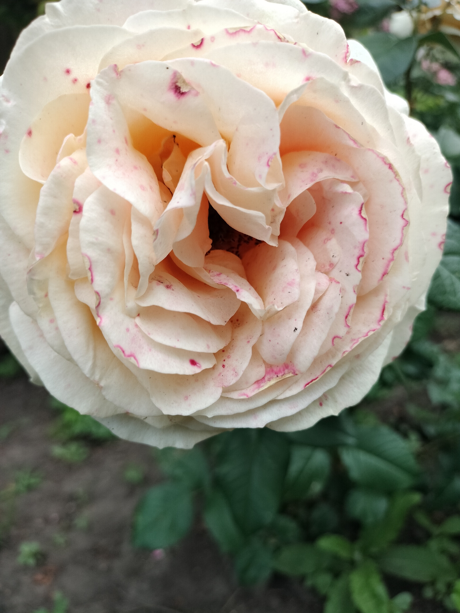 A close-up, slightly overhead shot focuses on a pale yellow rose with delicate pink speckles and edges. The rose is in full bloom, with layered petals spiraling towards the center, where a dark shadow obscures the innermost parts. The background is softly blurred, showing dark soil and dark green foliage. The image appears to be a photograph taken outdoors, likely in a garden setting. It is not possible to determine the specific location of Stanychne, Ukraine from the image.