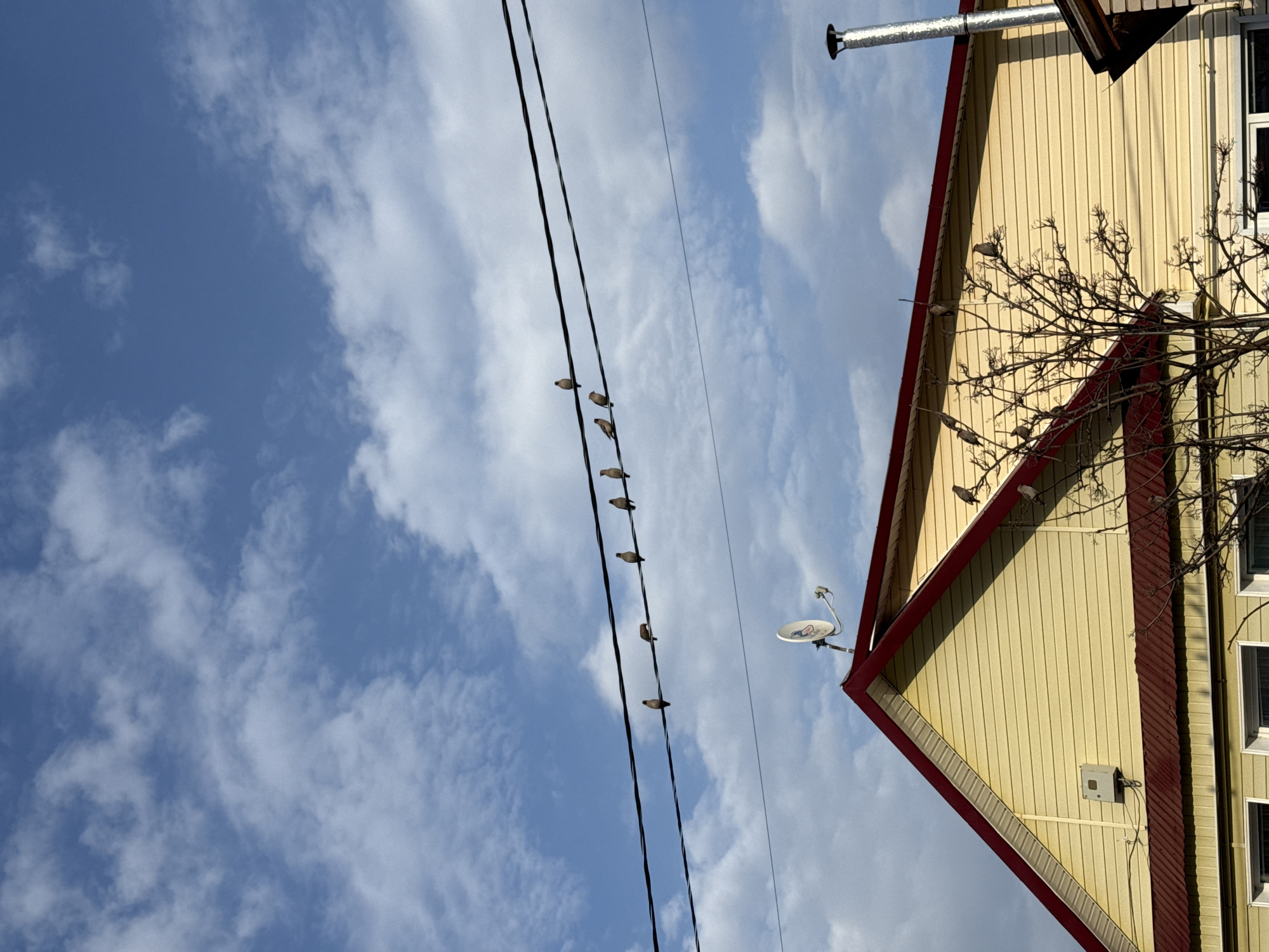 The image shows a low-angle view of a building against a partly cloudy blue sky. The building, located in Chaikovsky, Russia, has a yellow facade with red trim and a metal chimney. A satellite dish is mounted on one of its sides. The branches of a bare tree are visible, partially obscuring the facade. A line of birds perches on overhead wires that cross the sky in the background. The overall scene is bright and sunny.