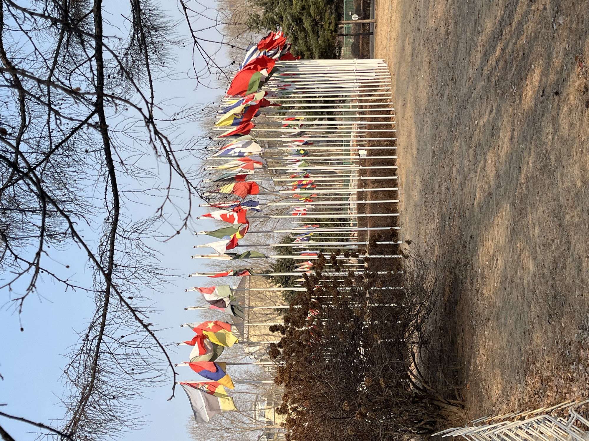 This image depicts an outdoor scene on the campus of Jilin University in Changchun City, China. The central feature is a large, semi-circular arrangement of numerous international flags mounted on white flagpoles. The flags are unfurled, displaying various national emblems, under a clear blue sky, suggesting a light breeze. The foreground is dominated by the dark, bare branches of a deciduous tree, extending from the top and sides of the frame. The ground is covered with dry, brownish grass and scattered fallen leaves, indicative of a dormant season. A dense, leafless, dark brown shrub is positioned in the mid-left foreground. Partially visible in the lower-left foreground is a stack of white, metal chairs. In the background, beyond the flag display, are several bare deciduous trees, evergreen trees, and a multi-story building with light-colored walls and a dark roof. No individuals are present in the scene.