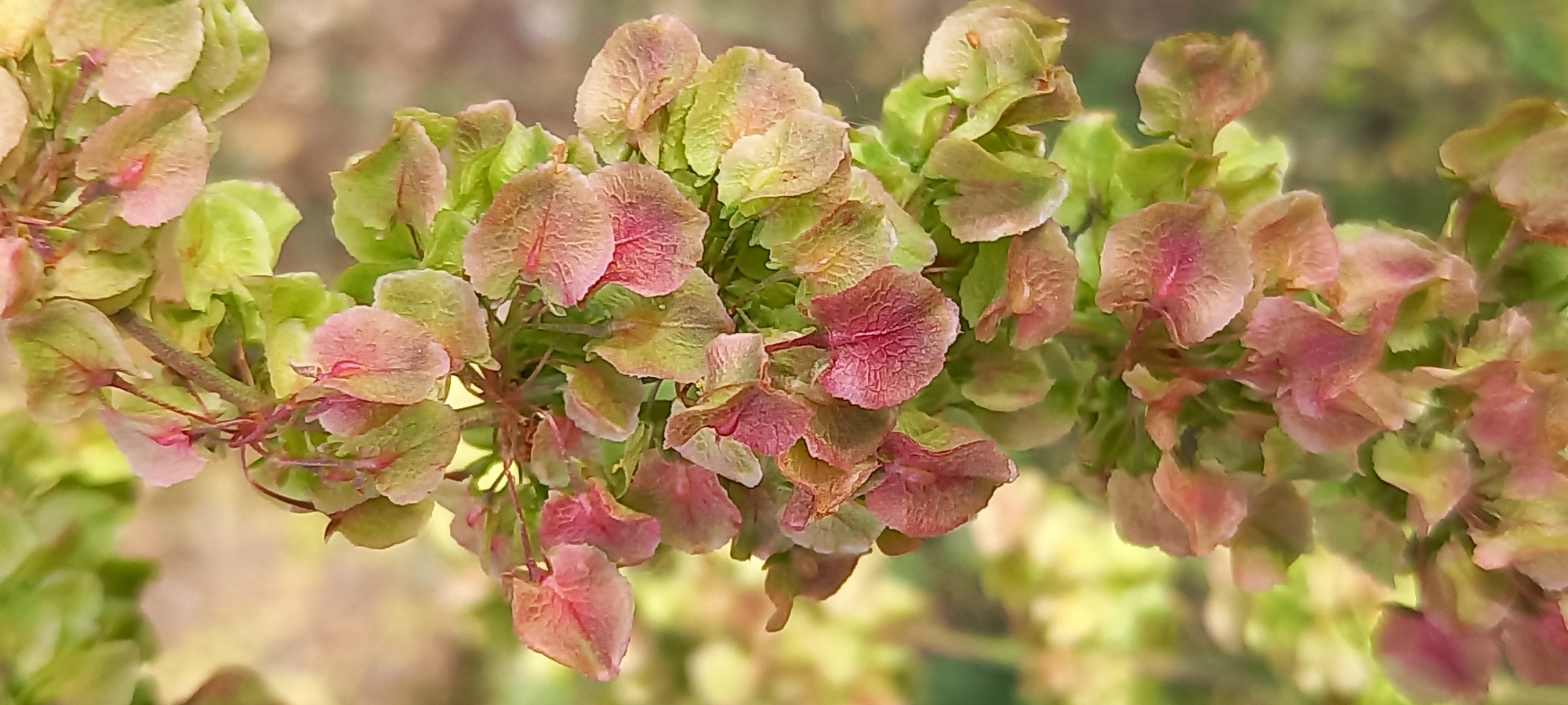 This close-up shot captures the reproductive structures of a plant, likely a species of dock or sorrel (*Rumex*), in an outdoor setting in Kryvyi Rih, Ukraine. The main subjects are numerous papery, winged seed heads or fruits, clustered along a central stem. These structures display a variety of colors, ranging from vibrant light green to soft pink, reddish-brown, and deeper crimson hues, indicating different stages of maturity. Many of the individual seed valves prominently feature delicate, intricate veining, particularly visible in the red and pink colored instances.
The activity depicted is the natural process of the plant's fruit development. The overall scene is characterized by a shallow depth of field, with the plant's inflorescence in sharp focus against a softly blurred, light green and yellowish background, suggesting other foliage or an out-of-focus natural environment. The lighting appears natural and soft, indicating daytime, possibly under diffuse light or light cloud cover, without harsh shadows. There are no human subjects or visible text in the image.