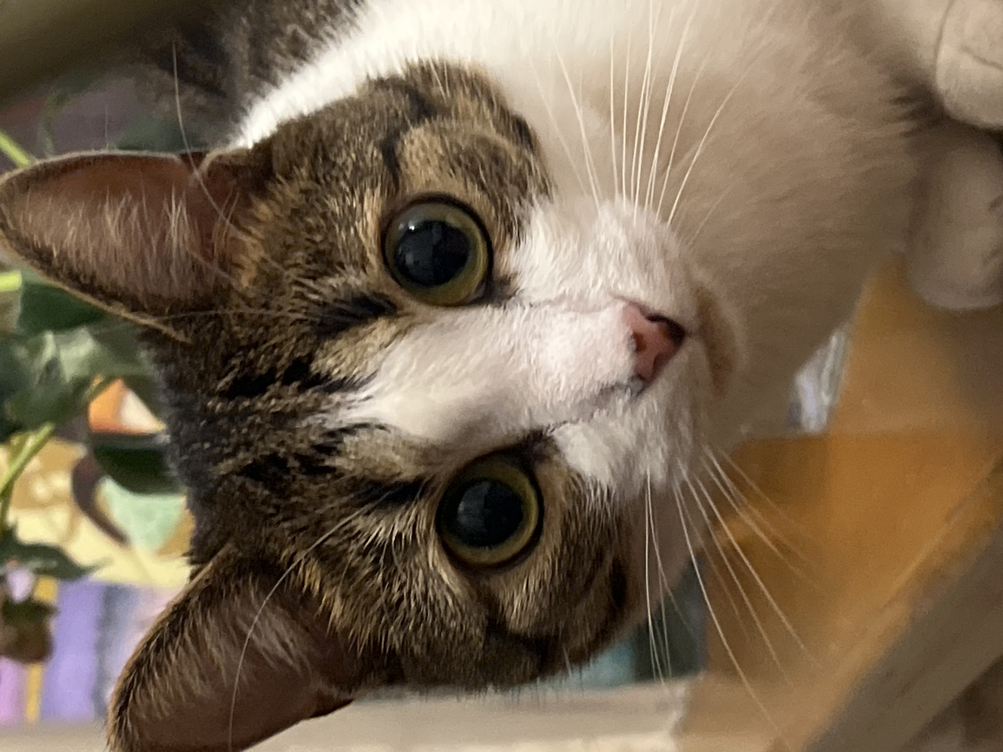 A close-up, eye-level shot focuses on the head of a domestic cat with tabby markings and white fur. The cat's large, green eyes are looking directly at the camera, and its pink nose is visible. Its white whiskers are prominent against its fur. The background is blurred, showing hints of green leaves and a purplish hue. The cat appears to be resting on a wooden surface, which is visible in the foreground and bottom of the frame. The overall lighting suggests an indoor environment. There is no discernible location in Moscow, Russia.