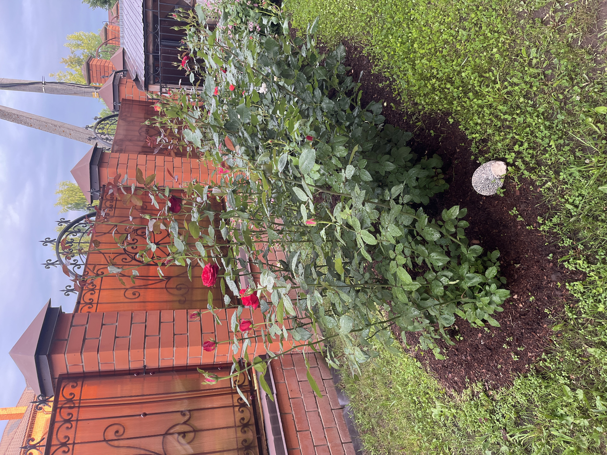 A hedge of blooming red roses is planted in a garden bed next to a brick fence. The fence has decorative ironwork on top and is topped with dark brown caps. A small, decorative hedgehog figurine rests on the edge of the garden bed. The surrounding area is covered in green grass, with some areas of clover. The sky is overcast.