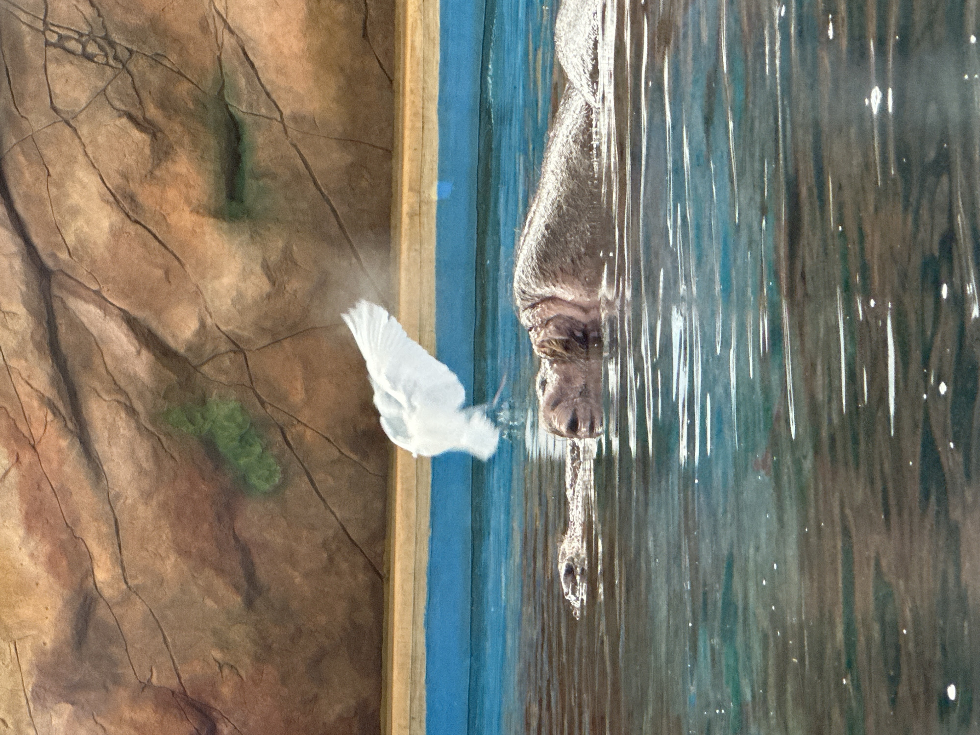 A hippopotamus is partially submerged in a pool of water in front of a painted backdrop with a wall that resembles rocks and a splash of green. A white bird with outstretched wings appears to be flying towards the hippopotamus. The location is the Kazan Zoo in Kazan, Russia.