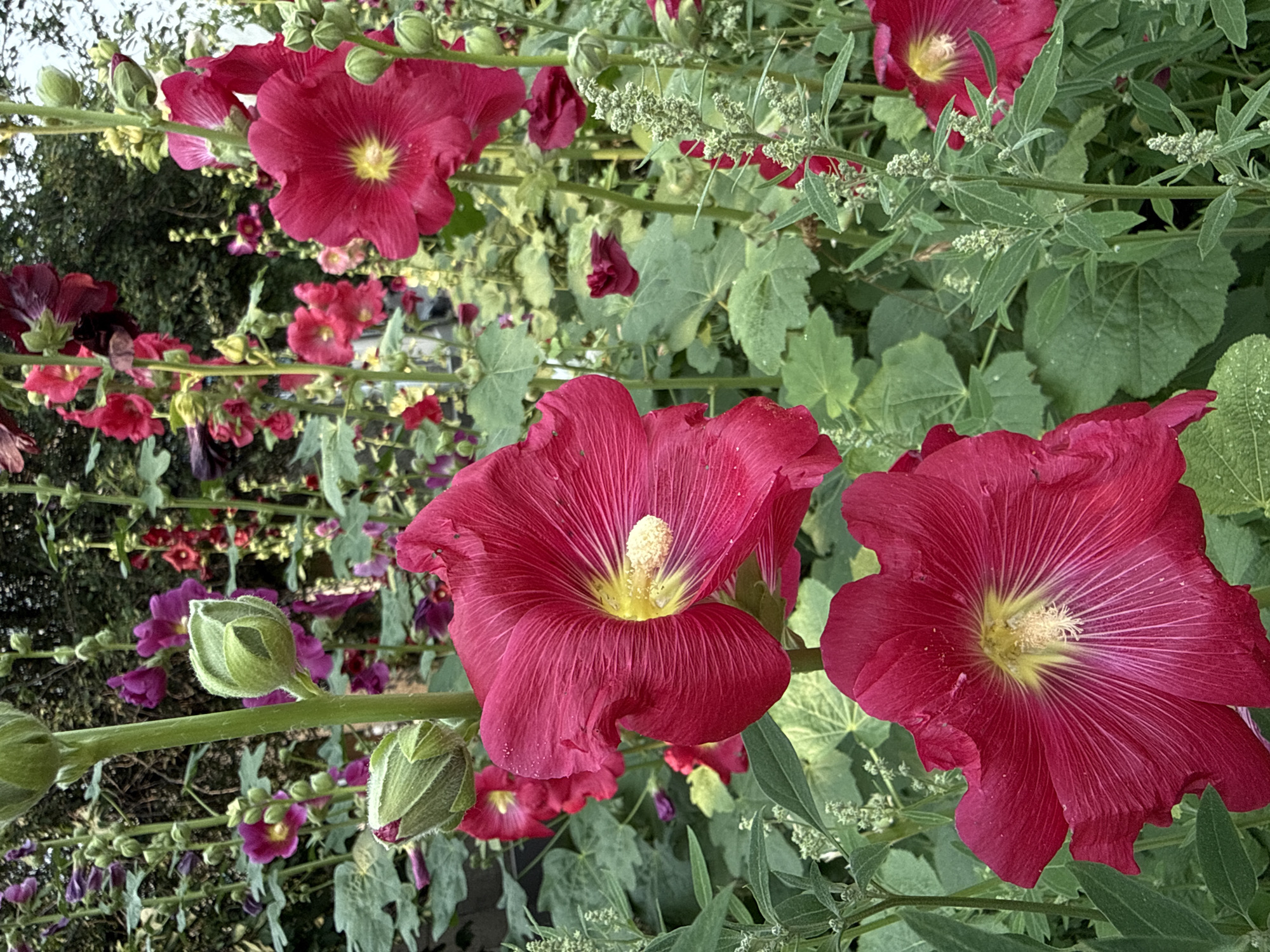 This is a close-up, vertical, medium shot of a cluster of vibrant pink hollyhocks in bloom. The flowers are large and trumpet-shaped, with crinkled petals radiating from a yellow center. One particularly prominent flower in the foreground, on the left, is partially open, revealing its yellow stamen. To its right, another fully open bloom mirrors this structure. In the upper right quadrant, a third fully open hollyhock is visible. Smaller, unopened buds, some fuzzy and green, are scattered amongst the stalks, particularly in the upper left and lower right sections of the image. Lush green foliage forms the backdrop, with some stems of smaller, green, leafy plants interspersed throughout. The lighting is bright, suggesting an outdoor setting during the daytime. The image does not contain any people or evidence of human activity beyond the presence of the cultivated flowers. The scene is located in a garden or park setting, consistent with the flora depicted. There is no information about its specific location in Krasnoyarsk, Russia.