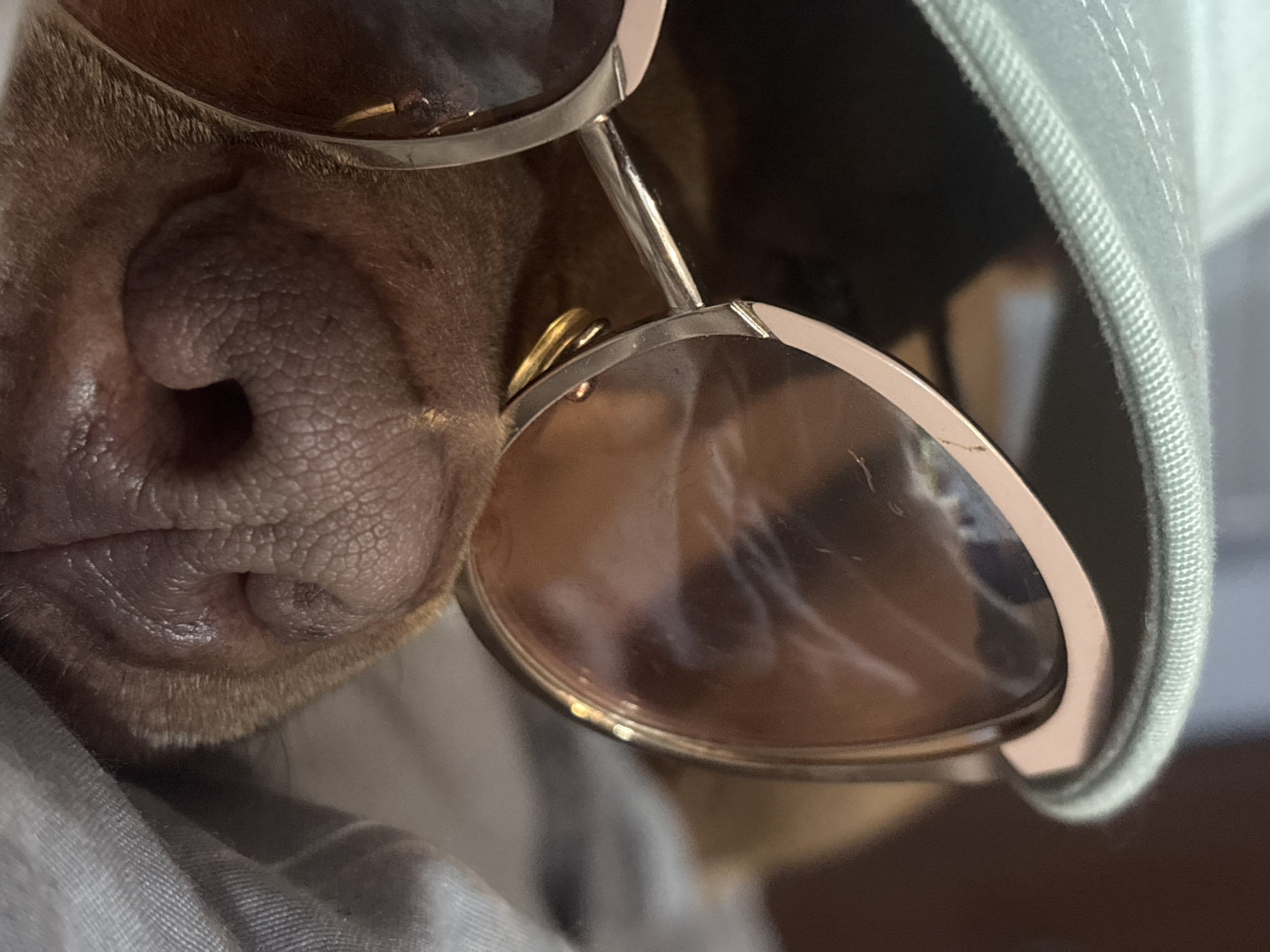 A close-up photograph depicts a dog's snout pressed against a pair of sunglasses. The dog is likely wearing a hat, indicated by a portion of gray fabric with a woven texture visible at the upper right. The focus is primarily on the dog's nose and mouth, with a wrinkled, textured surface. The sunglasses have a thin, light-colored frame and tinted lenses, with one lens showing a visible scratch. The background is blurred, with grayish fabric underneath the dog's snout. The location is not discernible.