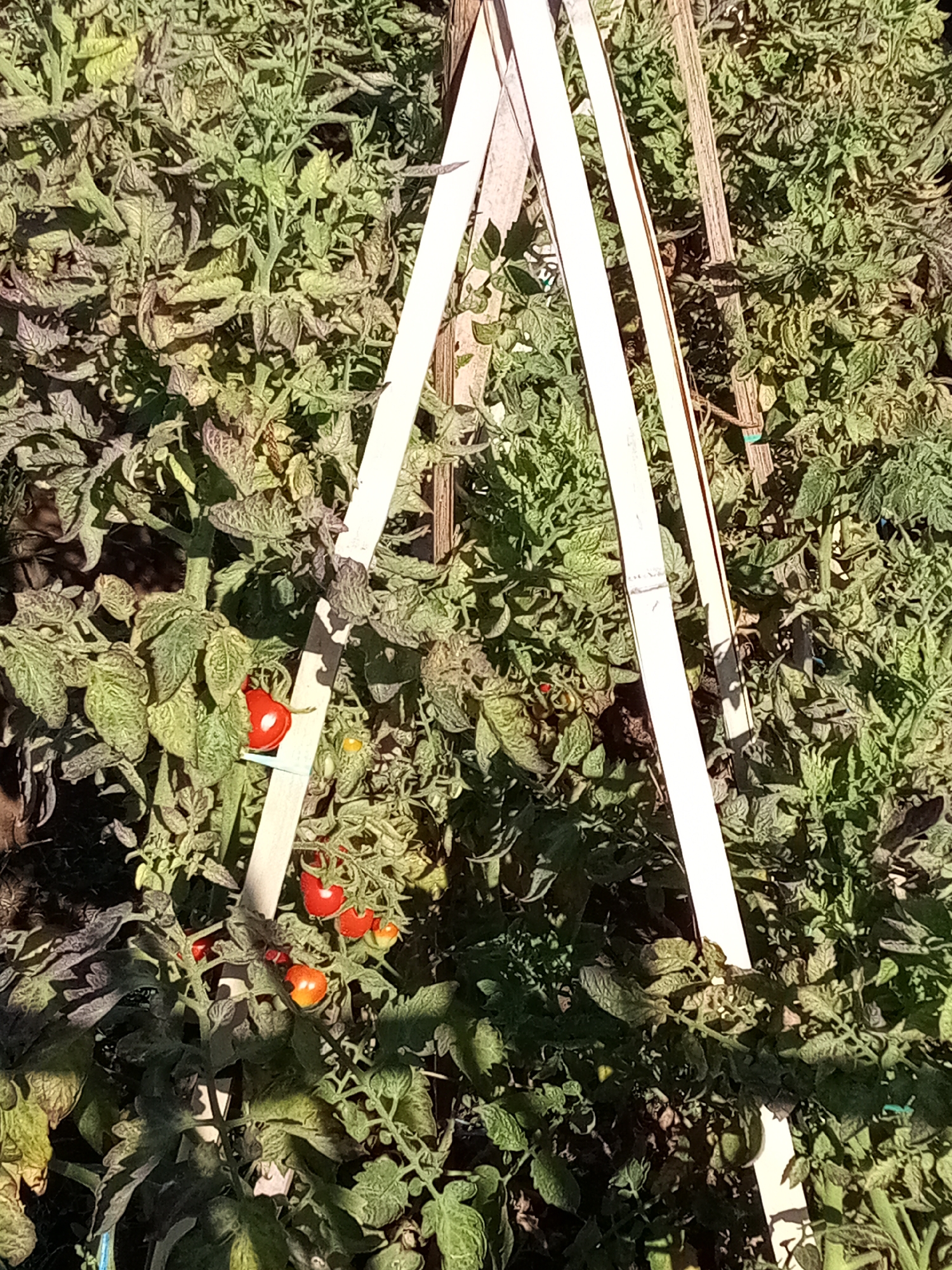 The image shows a close-up view of tomato plants with several red tomatoes growing on them. The plants are green and leafy, with some leaves appearing slightly wilted. A white, triangular trellis structure made of what appear to be wooden planks is visible in the center of the frame, supporting the plants. Sunlight is casting shadows on the plants and the trellis. The scene is set outdoors, likely in a garden. The image is shot from a slightly high angle, looking down on the plants. The location is Cihanjuang, Indonesia.