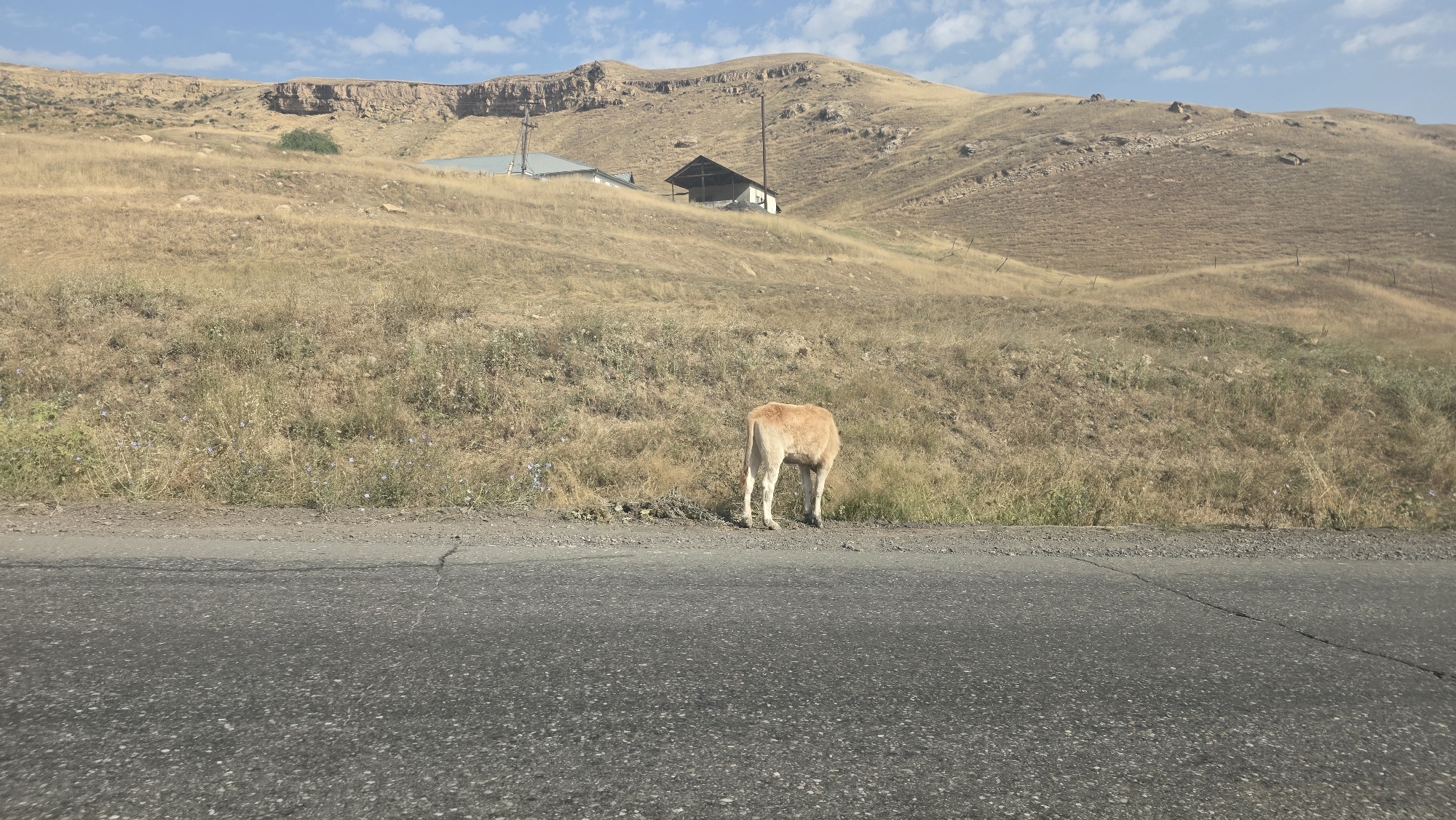 A light brown cow stands facing away from the camera on the side of a paved road, with dry, yellow grass and a steep, barren hillside behind it. Two buildings, one with a white roof and another with a dark, angled roof, are visible on the hillside in the middle ground. The sky is blue with scattered white clouds. The scene appears to be in a rural, arid environment.