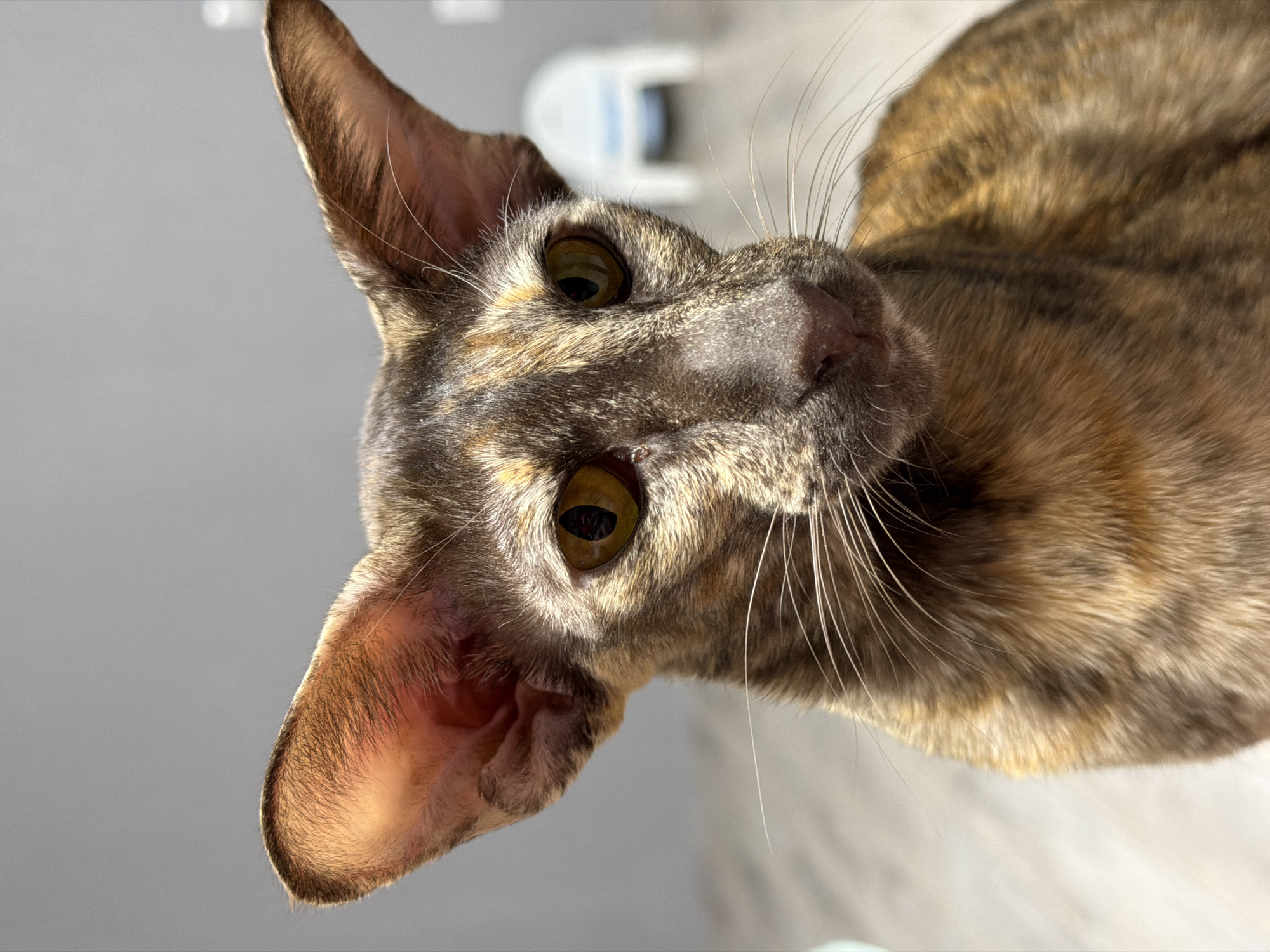 The image presents a close-up, angled portrait of a cat looking directly into the camera. The cat features a distinctive tortoiseshell or calico coat pattern, with a mix of brown, black, and ginger/tan fur. Its most prominent features are its large, expressive ears, which are thin and slightly translucent, especially the left one, revealing fine hairs and cartilage structure under the strong light.
The cat's eyes are a striking amber or golden color with narrow, vertical pupils, reflecting the light source. Its nose is a soft pink, and long, fine white whiskers extend outwards from its muzzle. The lighting appears to be natural, coming from the upper right, illuminating the cat's face and creating highlights on its fur and ears.
The background is softly blurred and consists of light grey and white tones, suggesting an indoor setting. A vaguely shaped, light-colored object is visible in the upper background, out of focus. The cat's posture suggests it is either lying down or positioned below the camera, looking upwards. Its expression is calm and attentive, making direct eye contact with the viewer. No text is visible in the image.