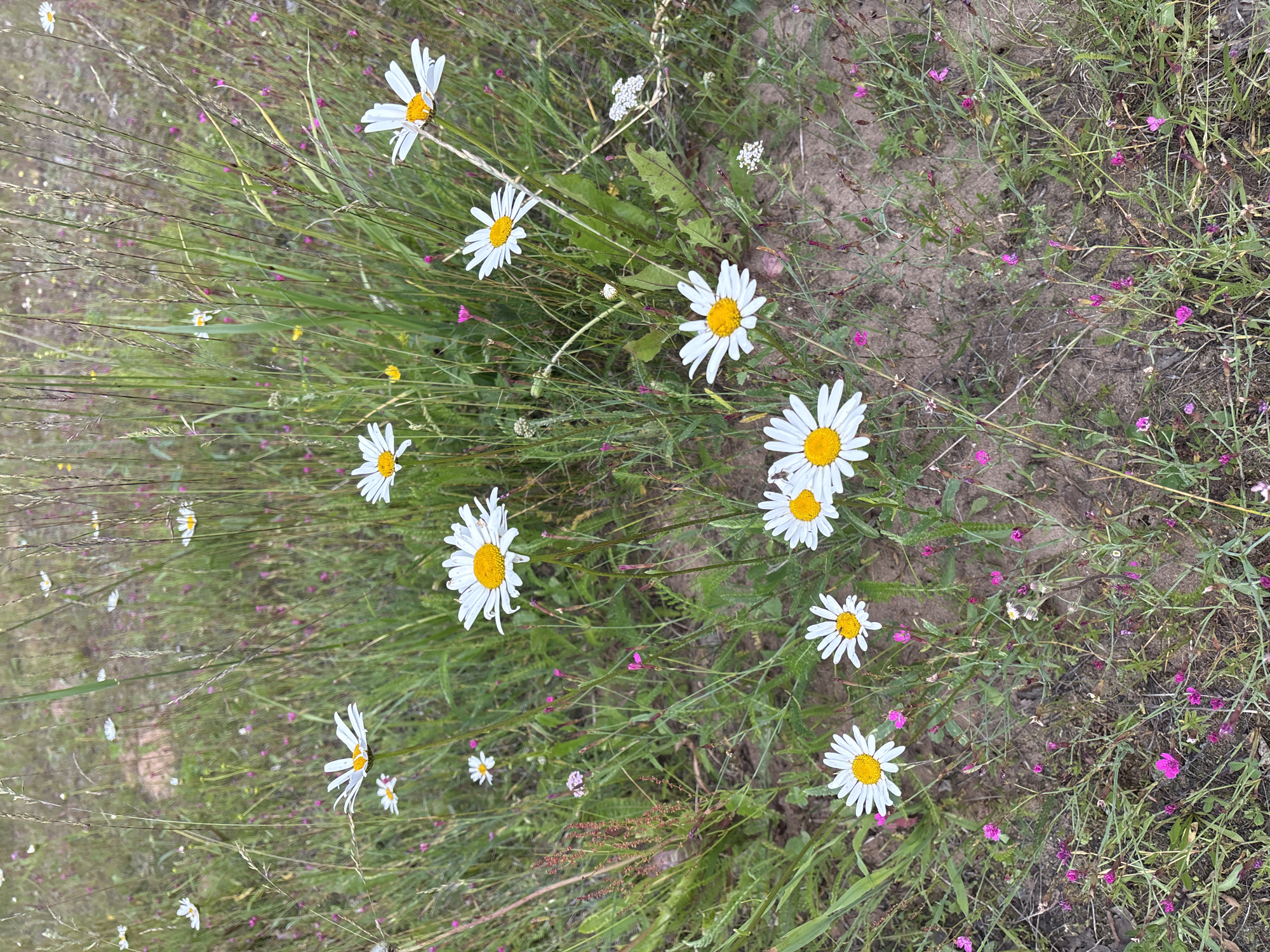 The image depicts a close-up view of a patch of wildflowers in a natural setting, likely a meadow or roadside. The primary subjects are several white and yellow daisies, with varying sizes and degrees of focus, scattered amongst tall green grass and smaller pink wildflowers. The ground appears to be a mixture of soil and dry organic matter. There are no people, animals, or man-made structures visible in the image. The overall impression is one of a serene, natural landscape. The image does not provide any specific visual cues that would allow for the identification of its location within the city of Курган, Russia.