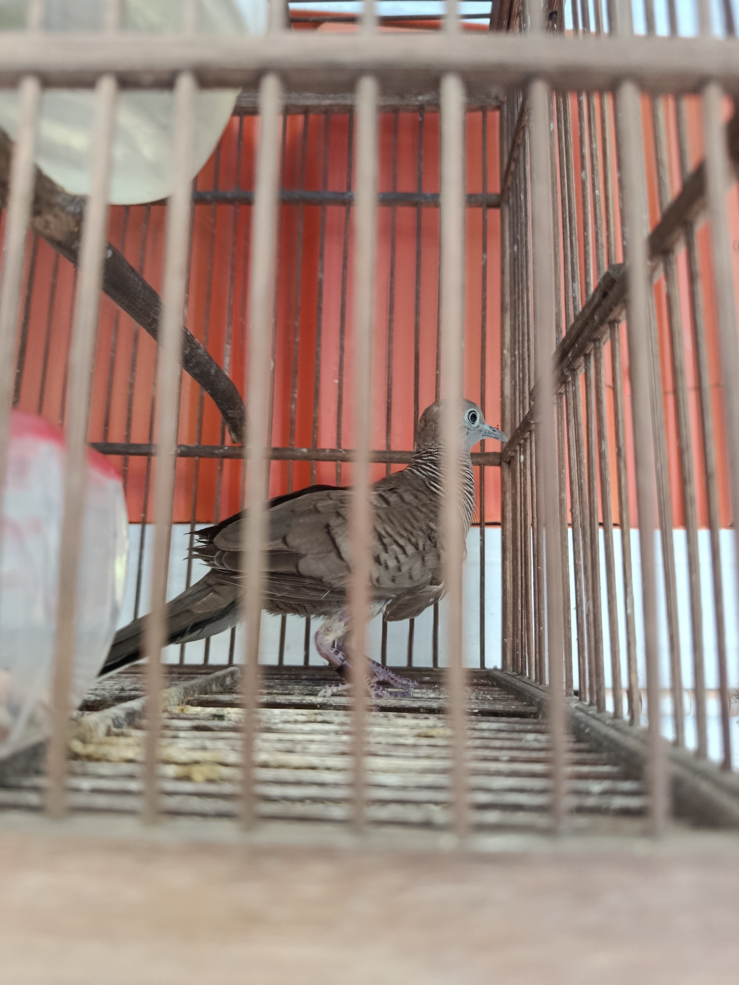 A zebra dove, a small bird with brown and white striped plumage, is perched inside a birdcage. The cage is made of thin, light brown metal bars. The bird is facing right, with its head slightly turned towards the camera. Its eyes are visible, appearing dark with a light-colored iris. One of its legs is visible, with purple-colored feet. The bird is standing on a flat, slatted surface that serves as the floor of the cage. Behind the bird and cage, a blurred orange-colored background is visible, possibly a wall or fabric. To the left of the bird, a translucent white object, possibly a water or food dispenser, is partially visible. The image appears to be taken indoors, with natural light filtering in. This scene is located in the city of Sarwadadi, Indonesia.
