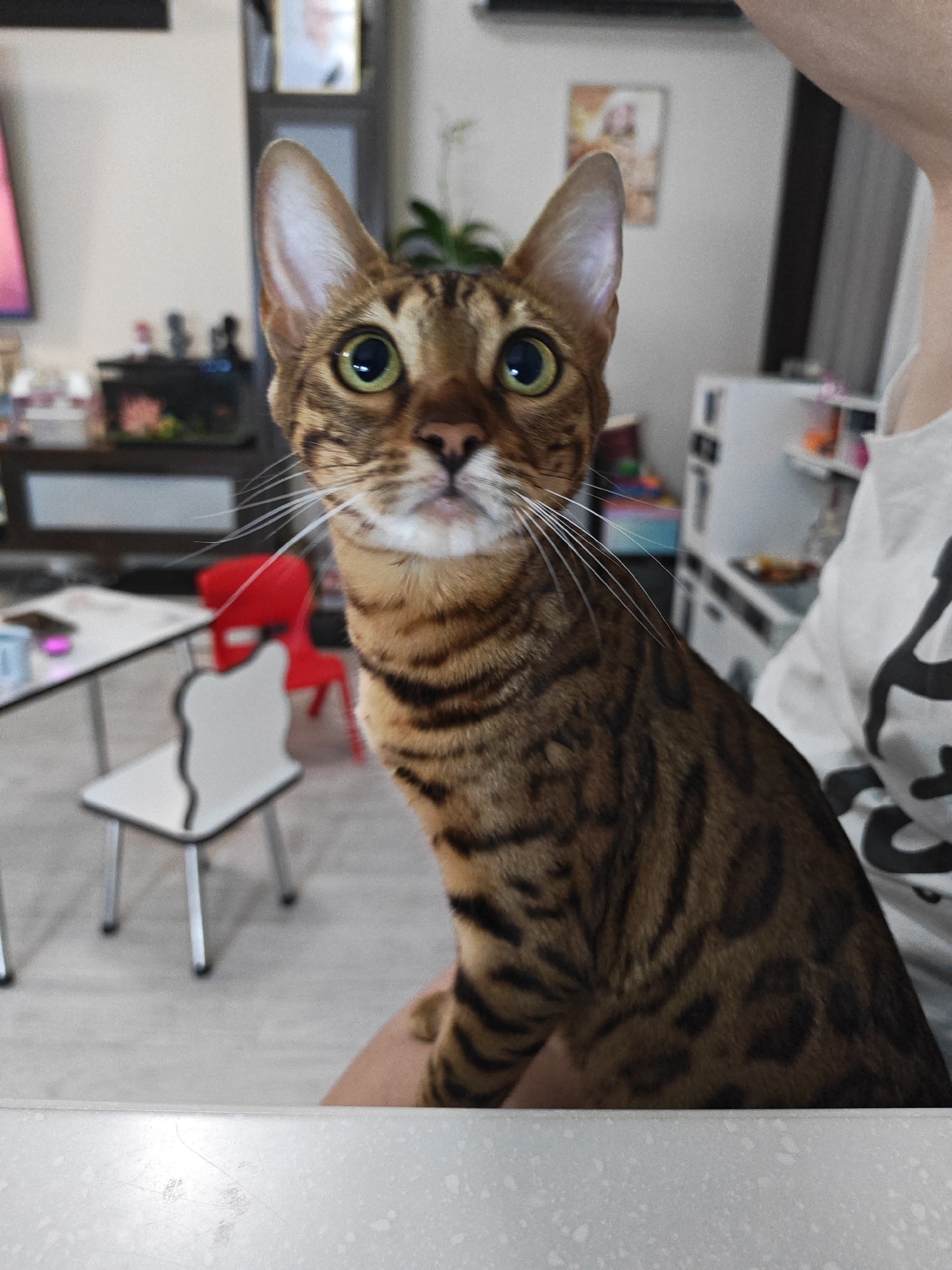 A domestic cat with brown and black tabby markings is held by an unseen person in a room. The cat is looking directly at the camera with large, green eyes. Its ears are pointed upwards. In the background, there is furniture including a table, chairs, and shelves with various items. The room appears to be a residential living space. There are no visible indicators to determine the specific location within Vladivostok, Russia.