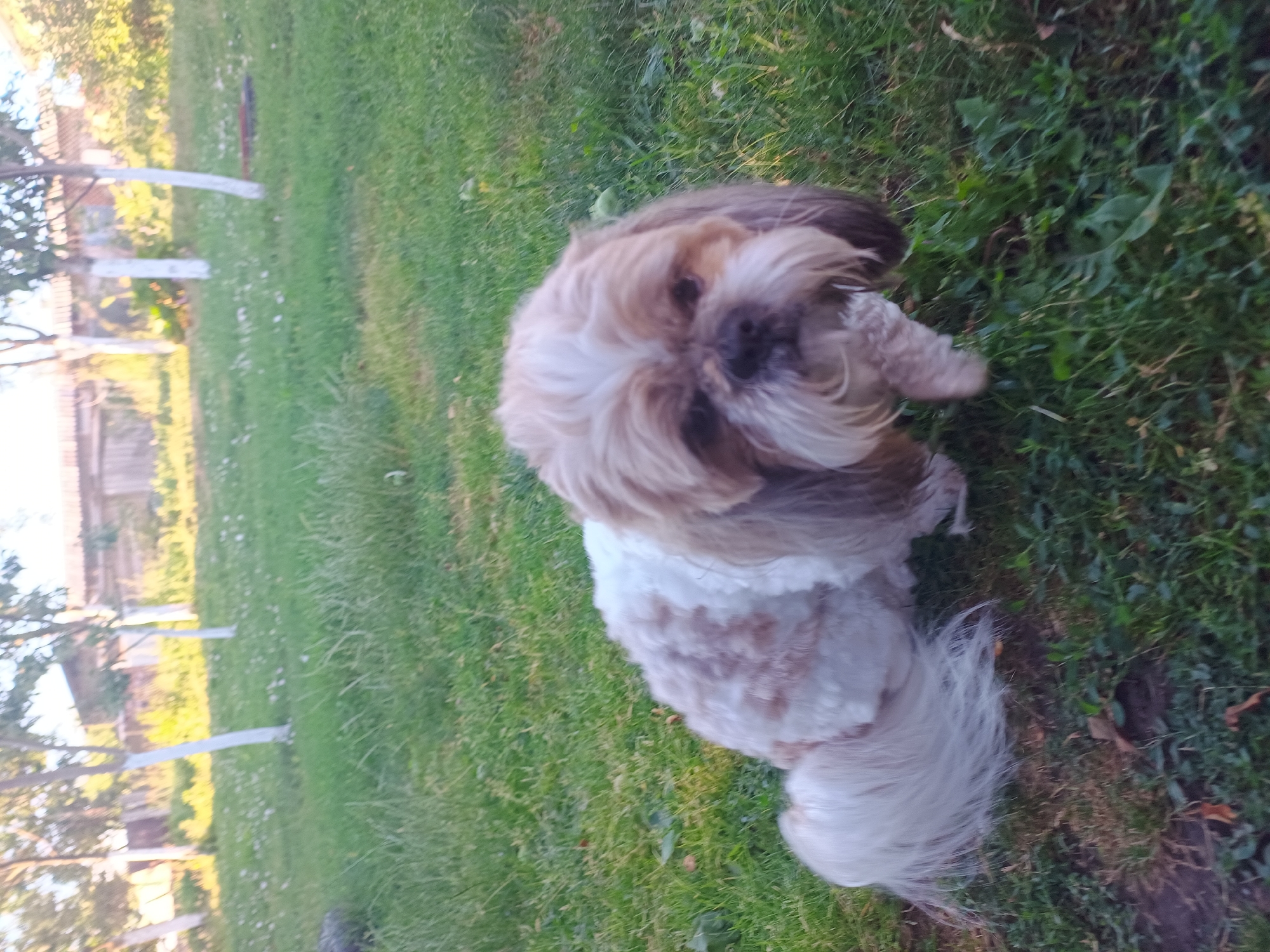 A shaggy Shih Tzu dog with tan and white fur is sitting on a grassy lawn. The dog's face is mostly tan with a white blaze on its forehead. Its tail is long and bushy and white. The background shows a fence and trees. The scene appears to be in a yard or park.