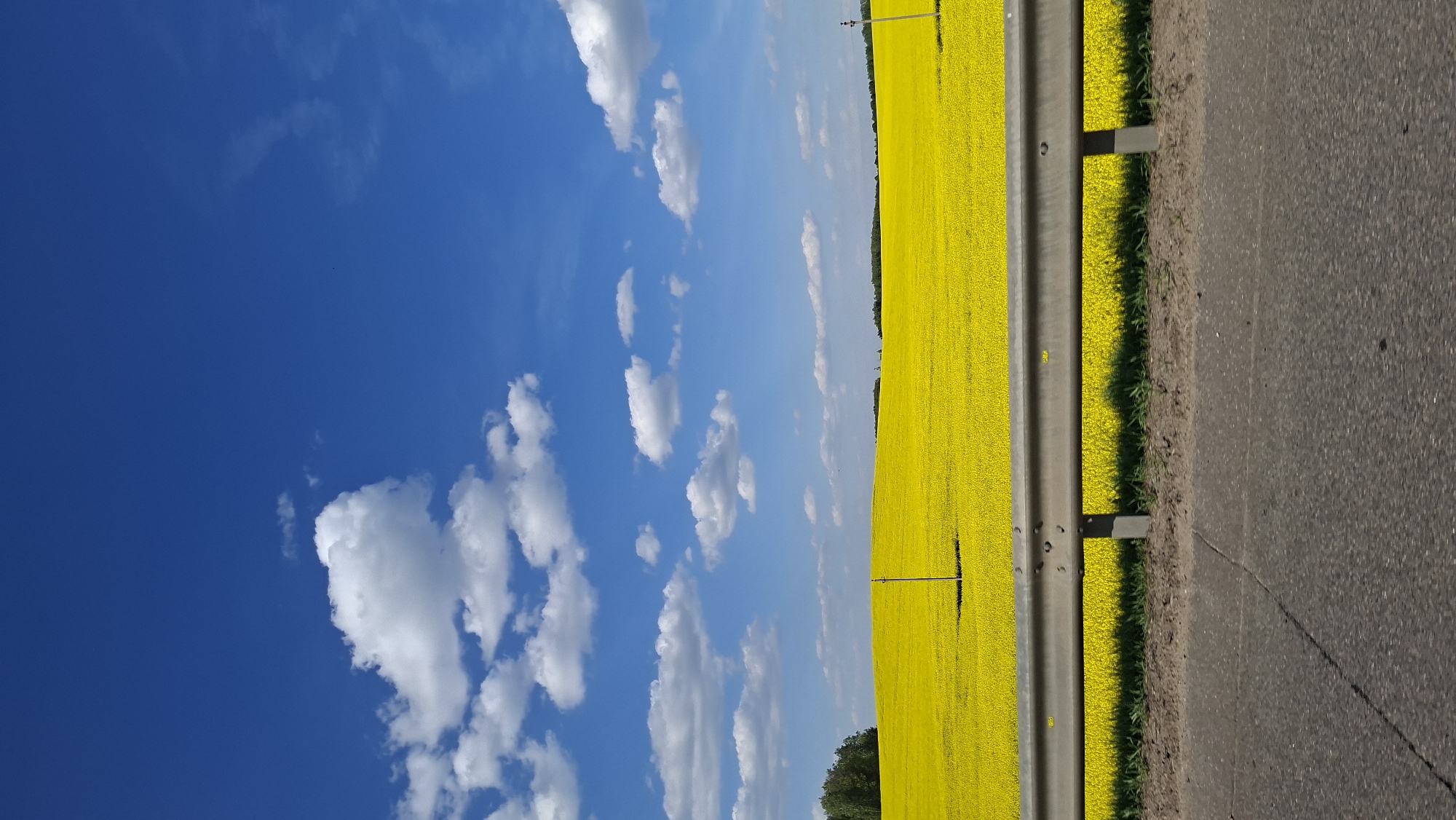 The image shows a bright yellow field of flowering plants in Забалоцкі сельскі Савет, Belarus, next to a road with a gray guardrail. The sky is a deep blue with scattered puffy white clouds. An overhead power line runs through the field. The asphalt road shows signs of wear.
