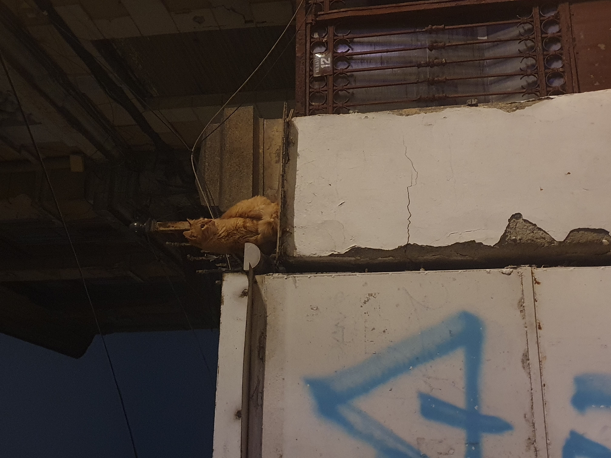 A street scene, possibly in Plovdiv, Bulgaria, shows the corner of a weathered building. An orange cat is partially visible, nestled on a ledge where two sections of the building meet. The upper section of the building is white and shows signs of deterioration, including cracks and crumbling edges. Below the cat, a section of the building is painted white with a faded blue graffiti-like mark. Above the cat, there's a dark, iron structure with a number "12" visible. Above that are many wires and what appear to be eaves.