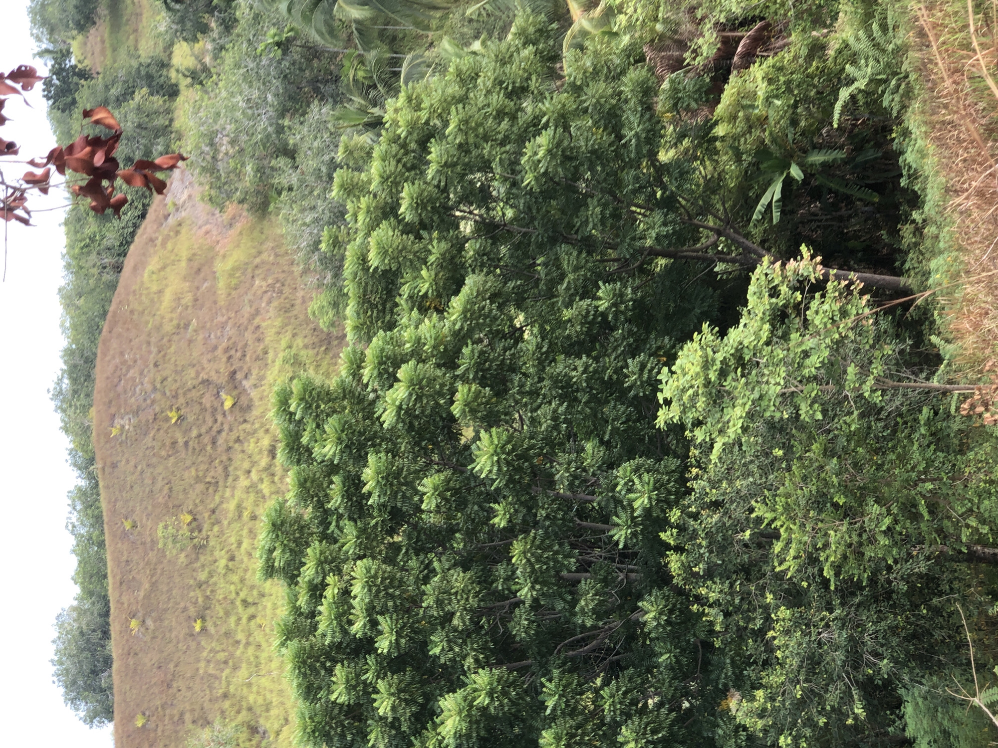 The image depicts a lush, green landscape dominated by dense foliage and trees. In the foreground, various types of trees and bushes are visible, with some showing new growth and others more mature. A prominent hill covered in dry, brown grass and scattered green plants occupies the midground, suggesting a transition between different ecosystems or a recent dry spell. The background consists of a dense forest with tall trees, some of which appear to be palm trees. A cluster of dried, reddish leaves hangs from a thin branch in the upper right portion of the image, adding a touch of contrasting color to the predominantly green scene. The overall impression is one of a natural, undeveloped area with a hilly terrain and abundant vegetation. The specific location in Lhokseumawe, Indonesia, is not explicitly indicated by any landmarks or distinct features in the image itself, but it aligns with the tropical climate and vegetation common to the region. There are no people or any signs of human activity visible in the image.