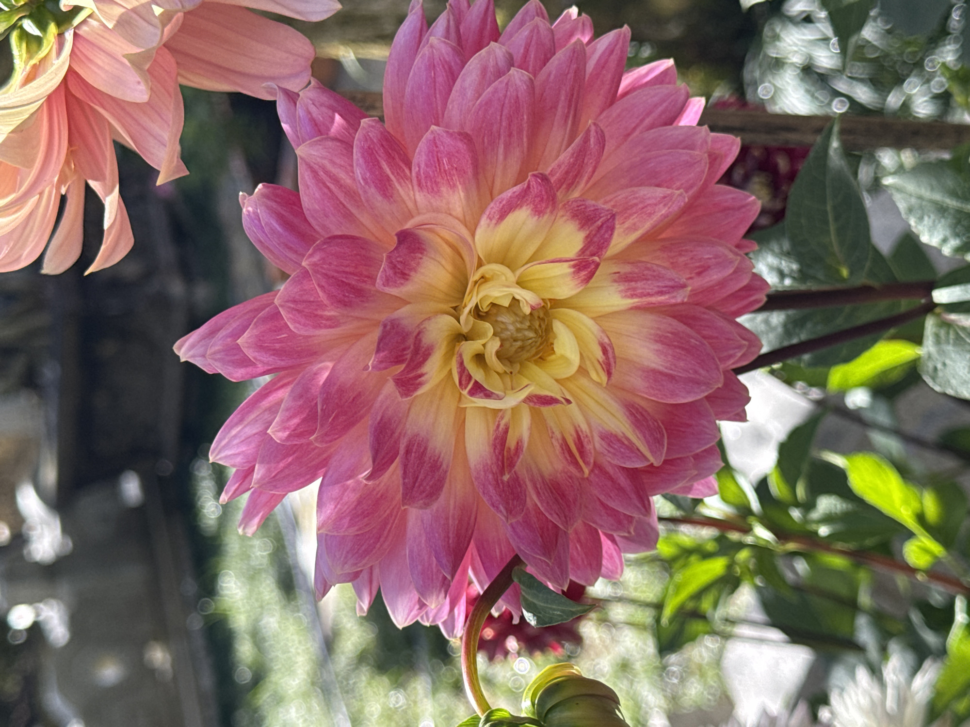 A close-up, eye-level shot features a vibrant pink and yellow dahlia flower in full bloom. The dahlia's petals are intricately layered, transitioning from a deep pink at the tips to a soft yellow closer to the center. A single green, unopened bud is visible to the left of the main flower, attached by a curved stem. In the background, out-of-focus greenery and dappled sunlight suggest an outdoor garden setting, possibly in Da Lat, Vietnam, known for its abundant flower farms and cooler climate suitable for such blooms. Another pink dahlia is partially visible at the top right of the frame, and a hint of a white flower can be seen in the lower left corner. The scene is illuminated by natural light, creating a soft focus and highlighting the texture of the dahlia's petals.