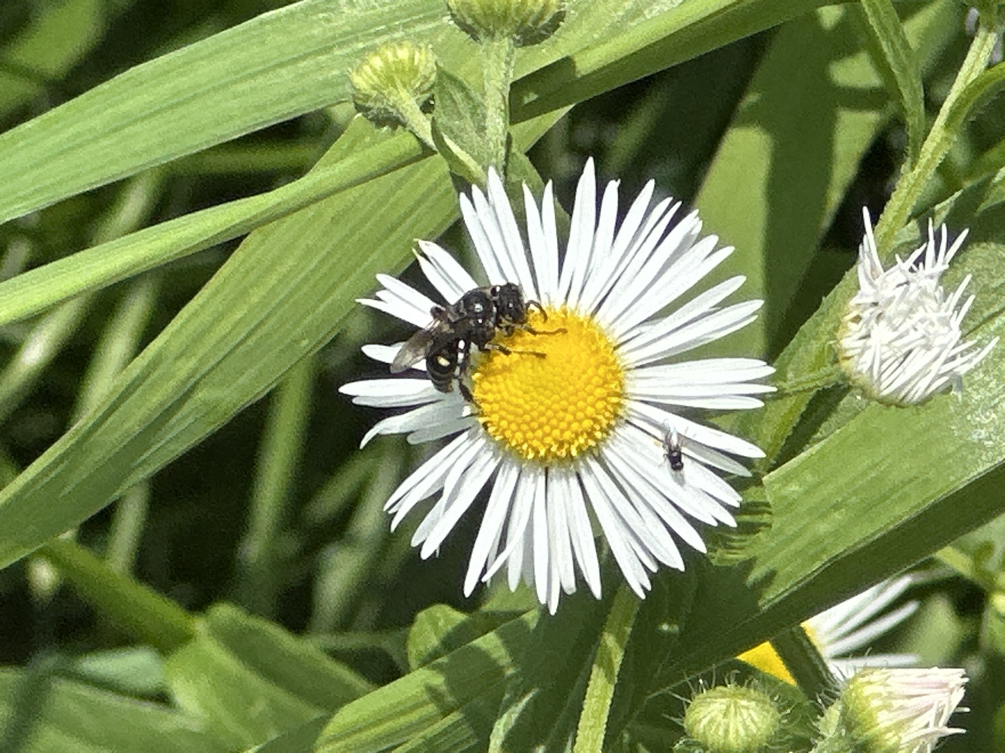 A close-up shot features a white daisy with a yellow center, on which two insects are perched. One insect, larger and darker with white spots, is positioned on the upper right petals, facing left. A second, smaller, dark insect is on the lower left petals, facing right. The daisy is surrounded by lush green foliage and several closed flower buds. The image is brightly lit, suggesting it was taken outdoors in daylight. No specific location in Minsk, Belarus, is identifiable from the visual information provided.