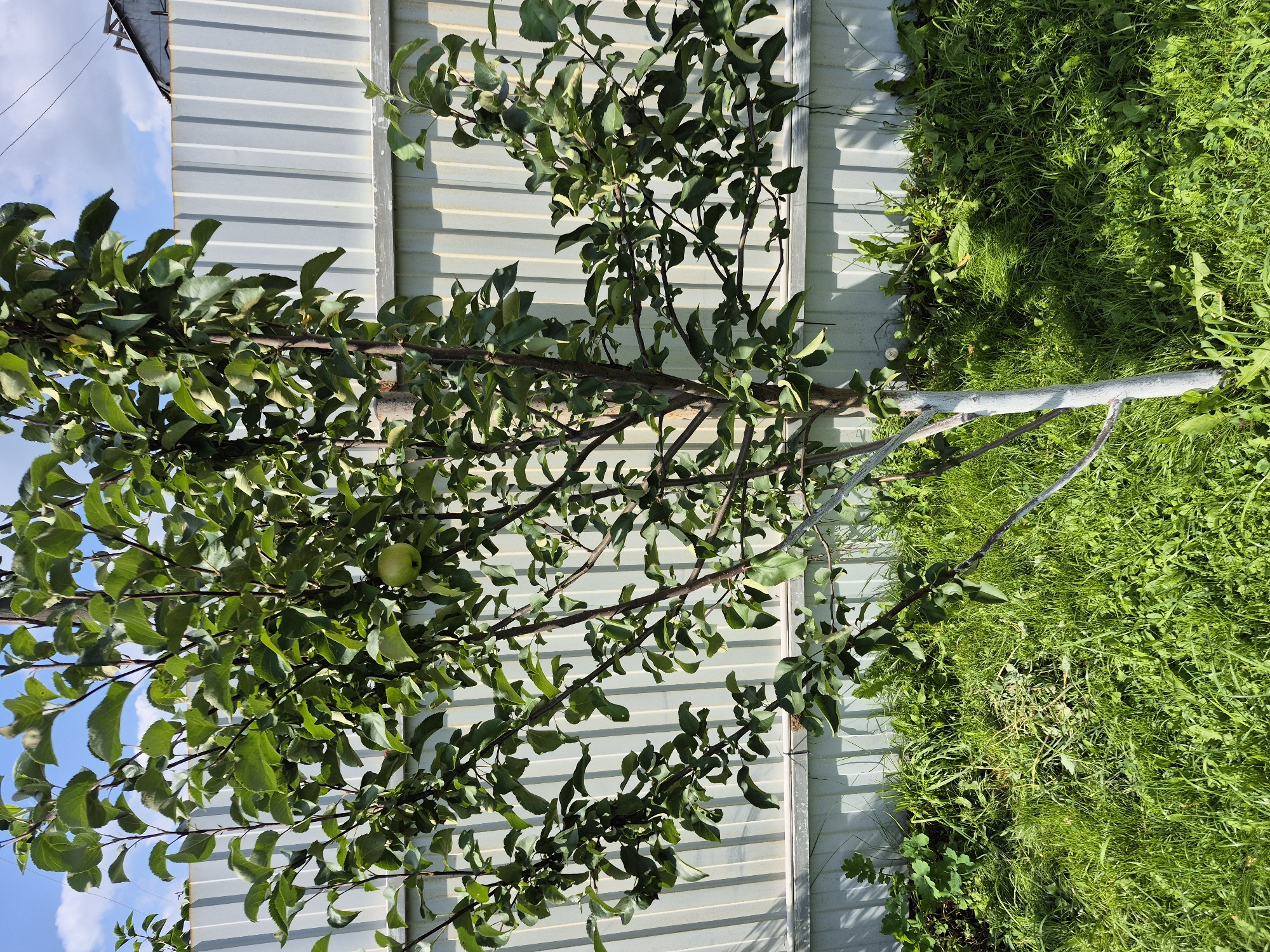 A young apple tree, with a single green apple visible, stands in the foreground. Its trunk is painted white from the base up to about a third of its height. The tree has numerous green leaves and branches that extend towards a corrugated metal fence in the background. The fence is light gray and appears to be a property boundary. The ground around the tree is covered in lush green grass, with some patches of dandelions and other weeds. The scene suggests a sunny day with a blue sky and scattered white clouds. The location is identified as Зелёный Бор, Russia, likely a residential or semi-rural area.