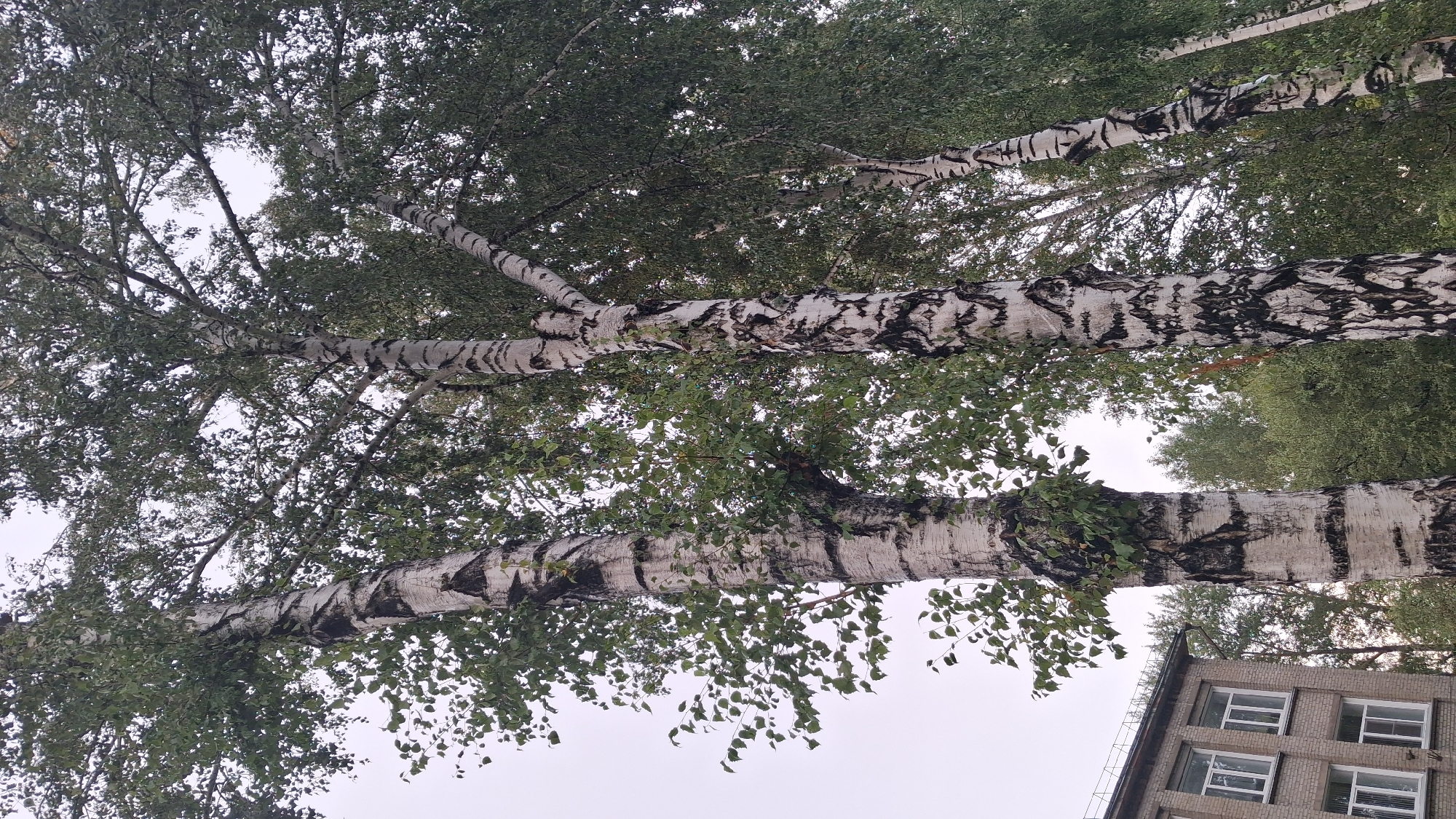 The image shows a close-up view of several birch trees with white bark and black markings, set against an overcast sky. The trees are lush with green leaves, and their branches extend upwards and outwards. To the left of the trees, a portion of a brick building with several windows is visible. This building appears to be a typical Soviet-era apartment block or school. The scene is likely situated in an urban or suburban area, given the presence of the building. Without additional information, the specific location within Novosibirsk, Russia, cannot be determined from the image alone. There are no people or animals visible in the image.