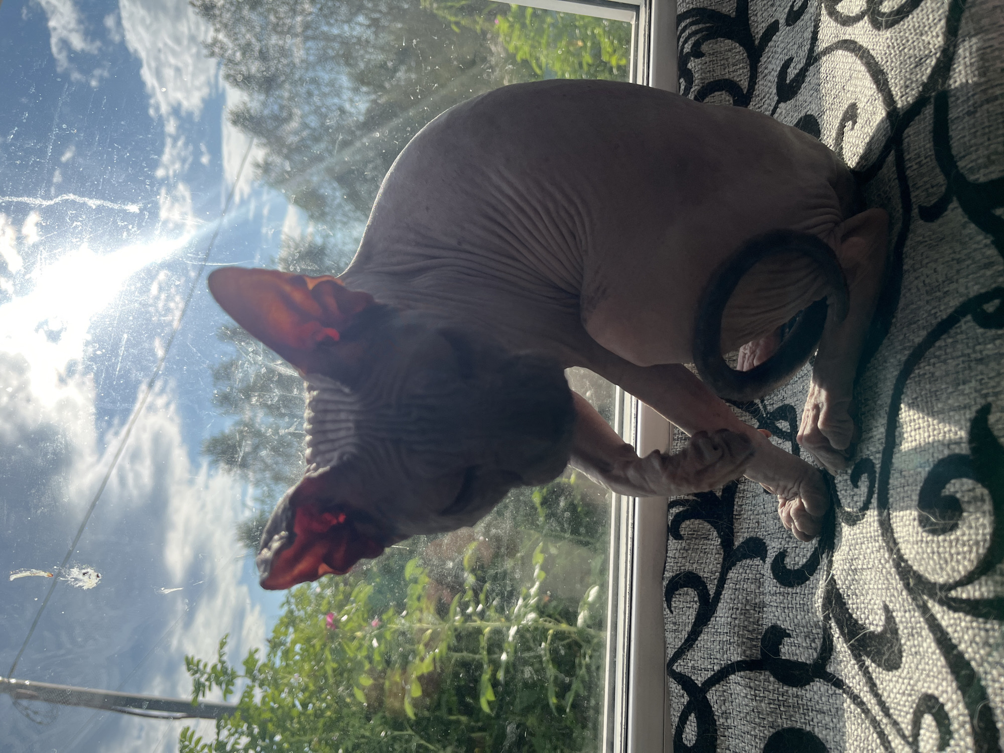 A hairless cat is sitting on a windowsill, looking down at its paws. The cat is gray and has wrinkled skin. It is sitting on a patterned cushion. Through the window, a bright blue sky with white clouds can be seen, along with green trees and bushes. The sun is shining brightly, causing lens flare and glare on the window. The image appears to have been taken outdoors, possibly in a residential area in Nizhny Tagil, Russia, given the foliage and type of window. There are no people visible in the image.