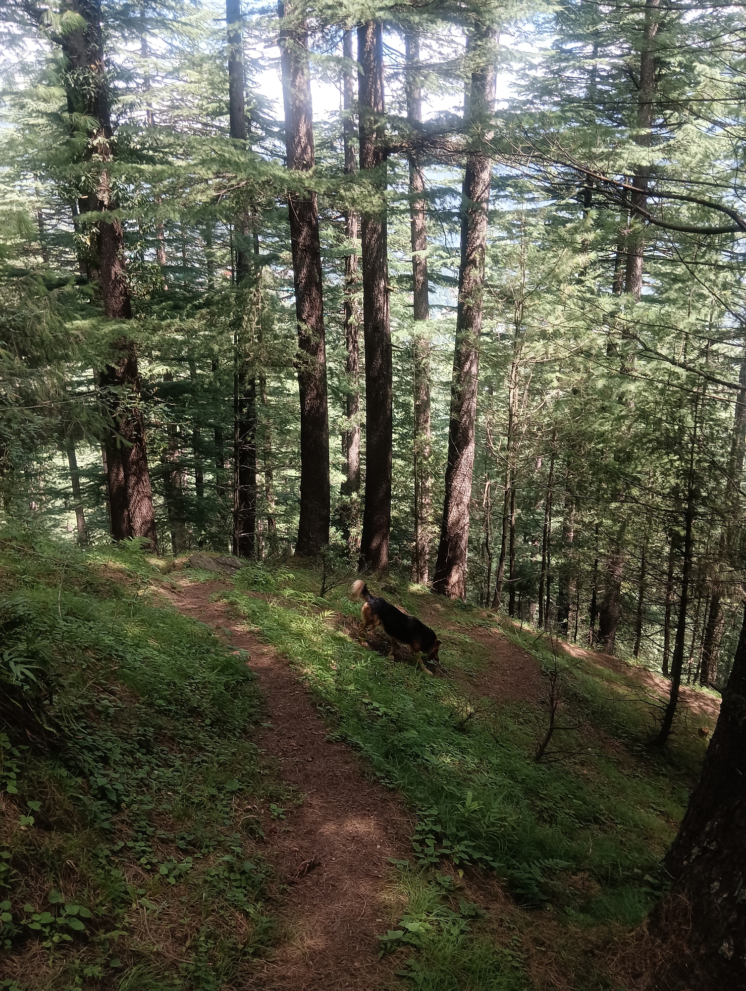 A dog, appearing to be a mixed breed with dark and brown fur, walks on a dirt path that winds through a dense forest. The path is bordered by lush green grass and foliage. Tall, slender trees with dark bark and green needles dominate the landscape, with sunlight filtering through their branches. The forest floor is covered with pine needles and a scattering of fallen leaves. The scene suggests a natural, outdoor environment. The image was captured in Chhyal, India.