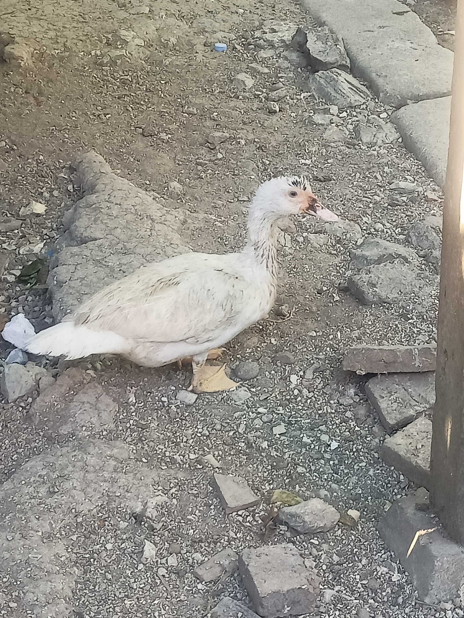 A white duck stands on a rough, gravelly surface in what appears to be a semi-urban or rural area. The ground is covered in small stones, dirt, and some larger rocks. In the background, there are concrete slabs or blocks, and a vertical wooden pole is visible on the right side of the frame, suggesting the presence of some sort of structure or boundary. The duck's feathers are somewhat disheveled, and its beak is pinkish-orange with a dark tip. The scene is illuminated by natural light, casting shadows. The location is identified as Karangtalun, Indonesia.