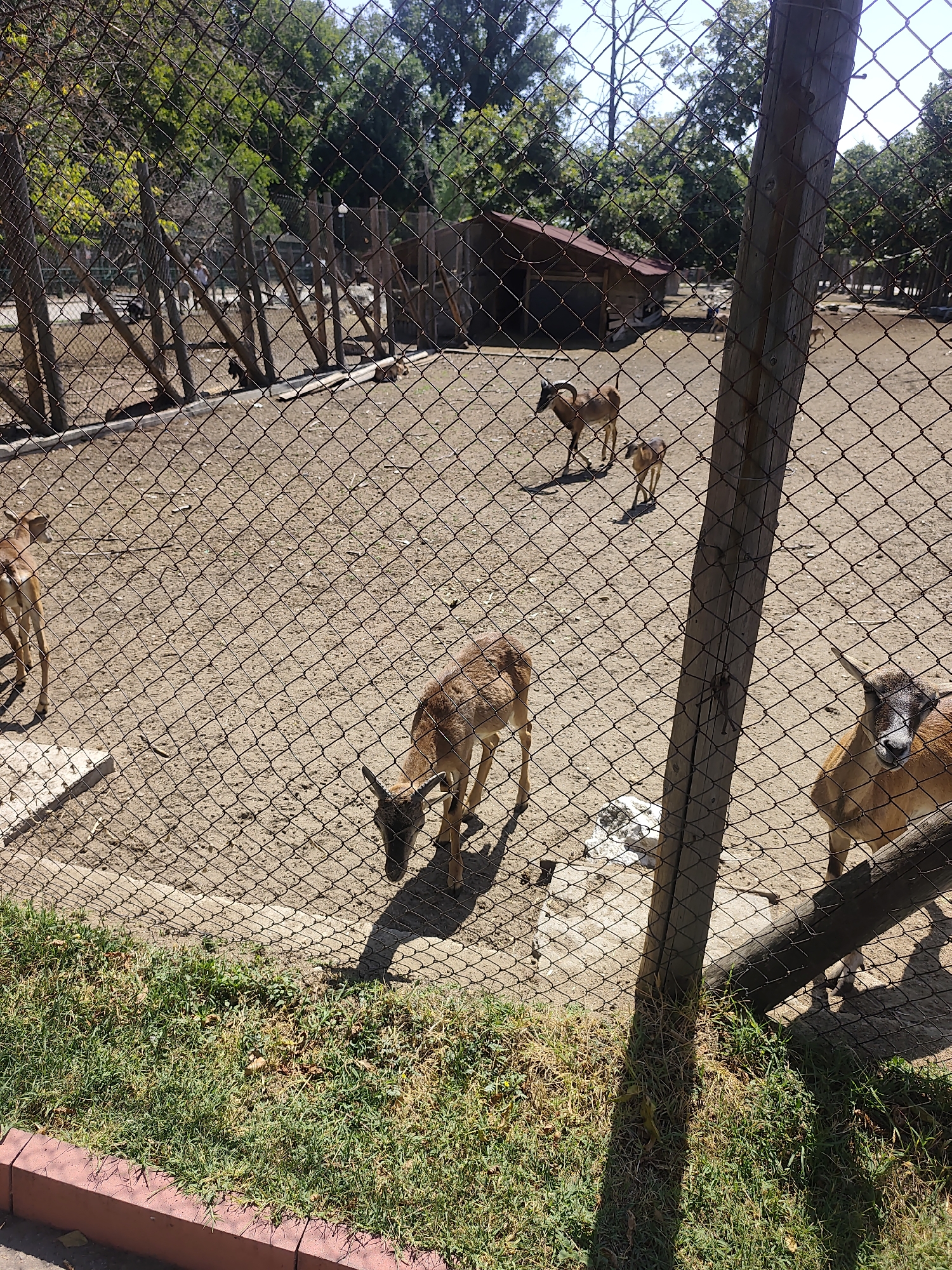 The image depicts an outdoor enclosure, likely a zoo or wildlife park, within Pazardzhik, Bulgaria. A chain-link fence runs across the foreground, partially obscuring the scene. Inside the enclosure, the ground is covered in dirt and sand. Several deer-like animals with curved horns are present. One adult deer stands prominently in the mid-ground, facing left, with its head lowered. To its right and slightly behind, a younger deer walks towards the right. In the background, another adult deer is visible, also walking. A small wooden structure, possibly a shelter, is situated in the far background. The environment is sunny, with trees and foliage visible beyond the enclosure.