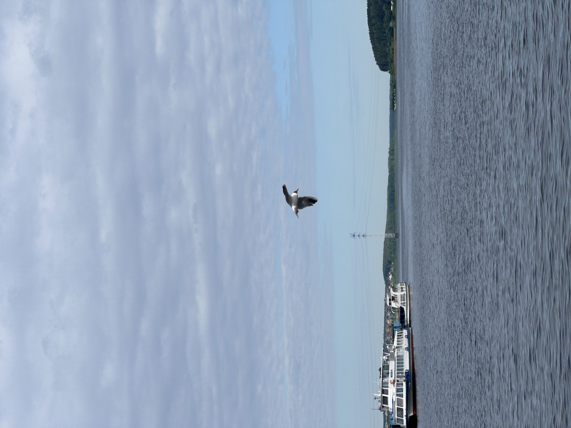 A single black-headed gull, characterized by its dark head, white body, and dark-tipped wings, is captured in mid-flight above a vast body of water, likely Izhevsk Pond in Izhevsk, Russia. The bird flies horizontally from left to right, centered in the upper mid-ground. The sky above is pale blue with scattered, thin, horizontal stratocumulus clouds. The lower half of the image is dominated by the dark blue-grey water, exhibiting gentle surface ripples.
On the far left, two white passenger boats are moored near a distant shoreline. The larger vessel, positioned closer to the viewer, displays multiple windows along its side and features indecipherable Cyrillic text on its hull. A smaller, partially obscured boat is docked immediately to its right. The distant horizon reveals a low-lying shoreline with a strip of green foliage and what appear to be scattered residential buildings or a small town. A prominent feature on the distant bank, slightly right of center, is a tall, slender metal lattice transmission tower. Further to the right, the shoreline rises into a dense, dark green wooded hill.
