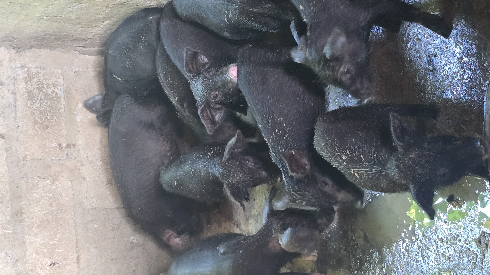 A group of numerous small, black pigs, likely piglets, are huddled together within an enclosure. The scene is set in what appears to be a rustic pen with rough concrete or stone walls on the left and top, and a muddy, watery area on the right. Many of the pigs are partially submerged or standing in the dark, murky water, which also reflects some light. Their bodies are wet and speckled with what appears to be mud or dirt.
The pigs are densely packed, with some looking directly at the camera and others having their heads down or turned away. One pig in the upper central part of the image has a distinct pink patch on its left ear, possibly an identification mark. Hints of green foliage are visible in the muddy water on the far right. The overall impression is of a crowded, somewhat wet environment for the young animals. The lighting suggests it is daytime. No human subjects or visible text are present in the image. The location is Seririt, Indonesia.