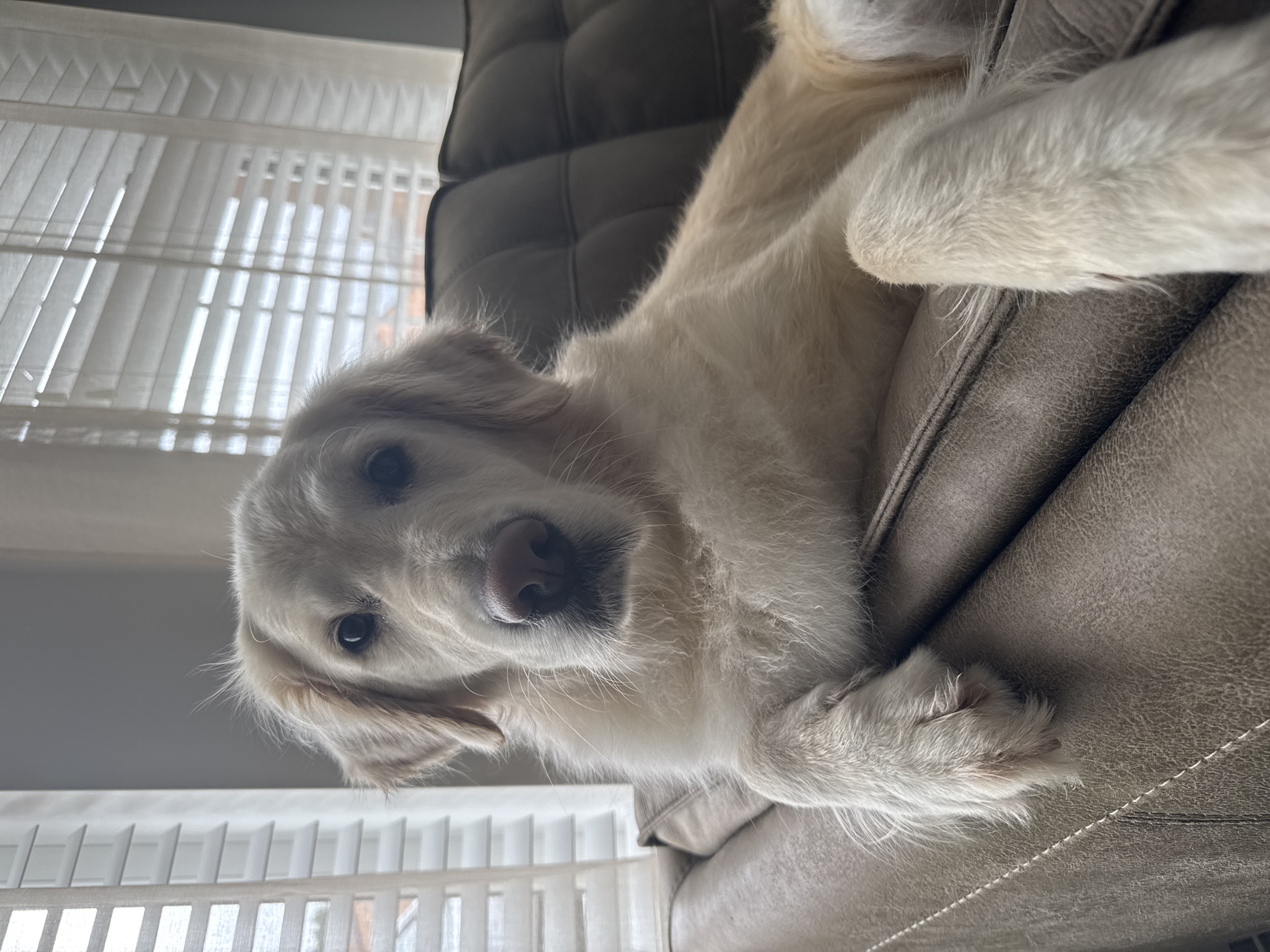 A light-colored dog is lying on a textured, beige sofa. The dog is positioned on its side, facing the camera with its head tilted. Its eyes are dark and appear to be looking directly at the viewer. The dog has fluffy fur and its paws are visible. The sofa has a quilted backrest and appears to be made of faux leather. Behind the dog and sofa, there are white slatted blinds covering a window. The lighting suggests it is daytime, possibly morning or afternoon. The overall scene is domestic and relaxed, with the dog appearing calm and perhaps a little curious. There is no visible text in the image.