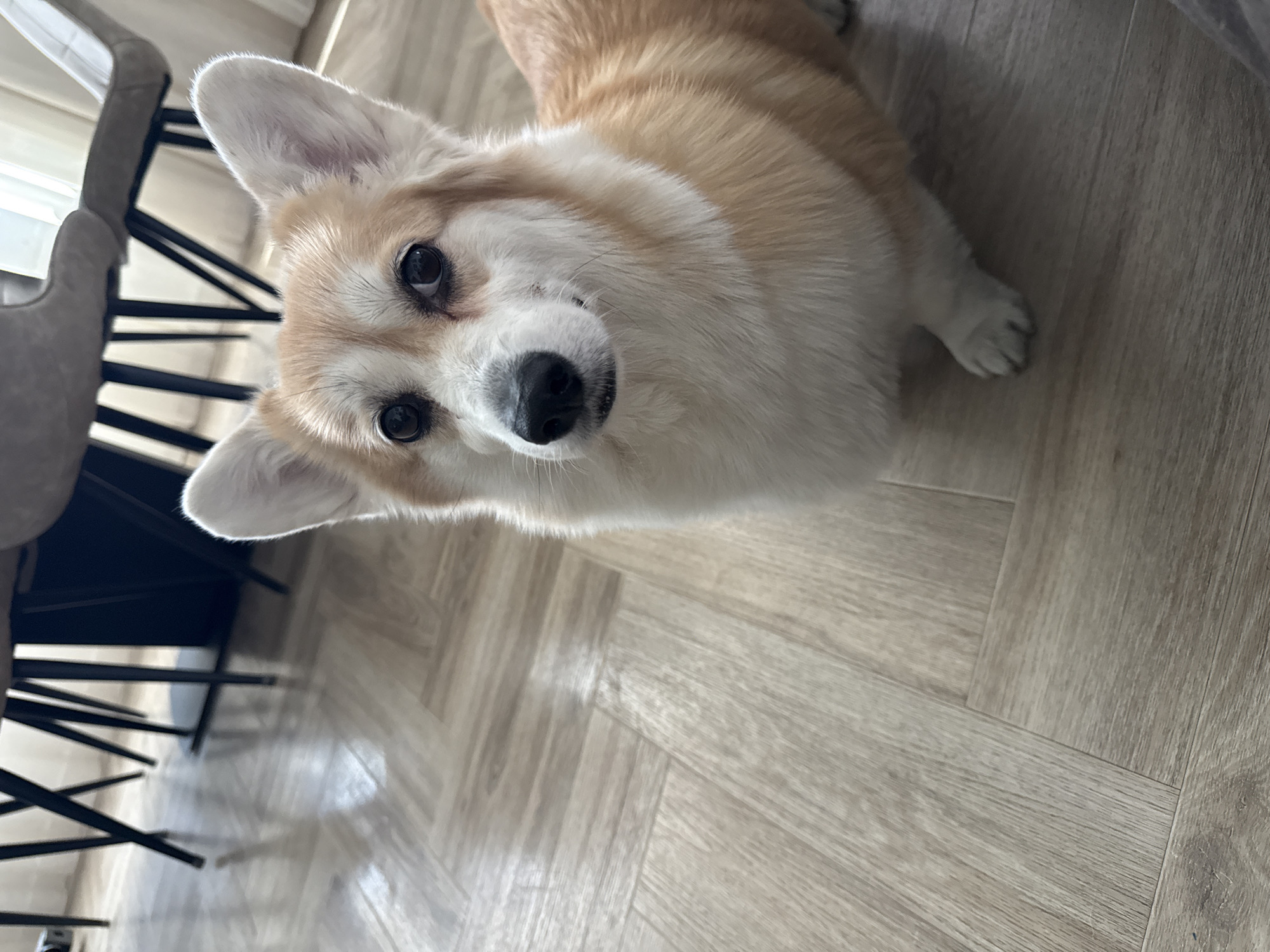 The image shows a corgi dog lying on a light-colored, wooden-patterned floor. The dog has a white and tan coat and is looking up at the camera with its dark eyes. Parts of modern gray chairs with black legs are visible to the left. The location in the city of Krasnoyarsk, Russia, cannot be determined from the image alone.
