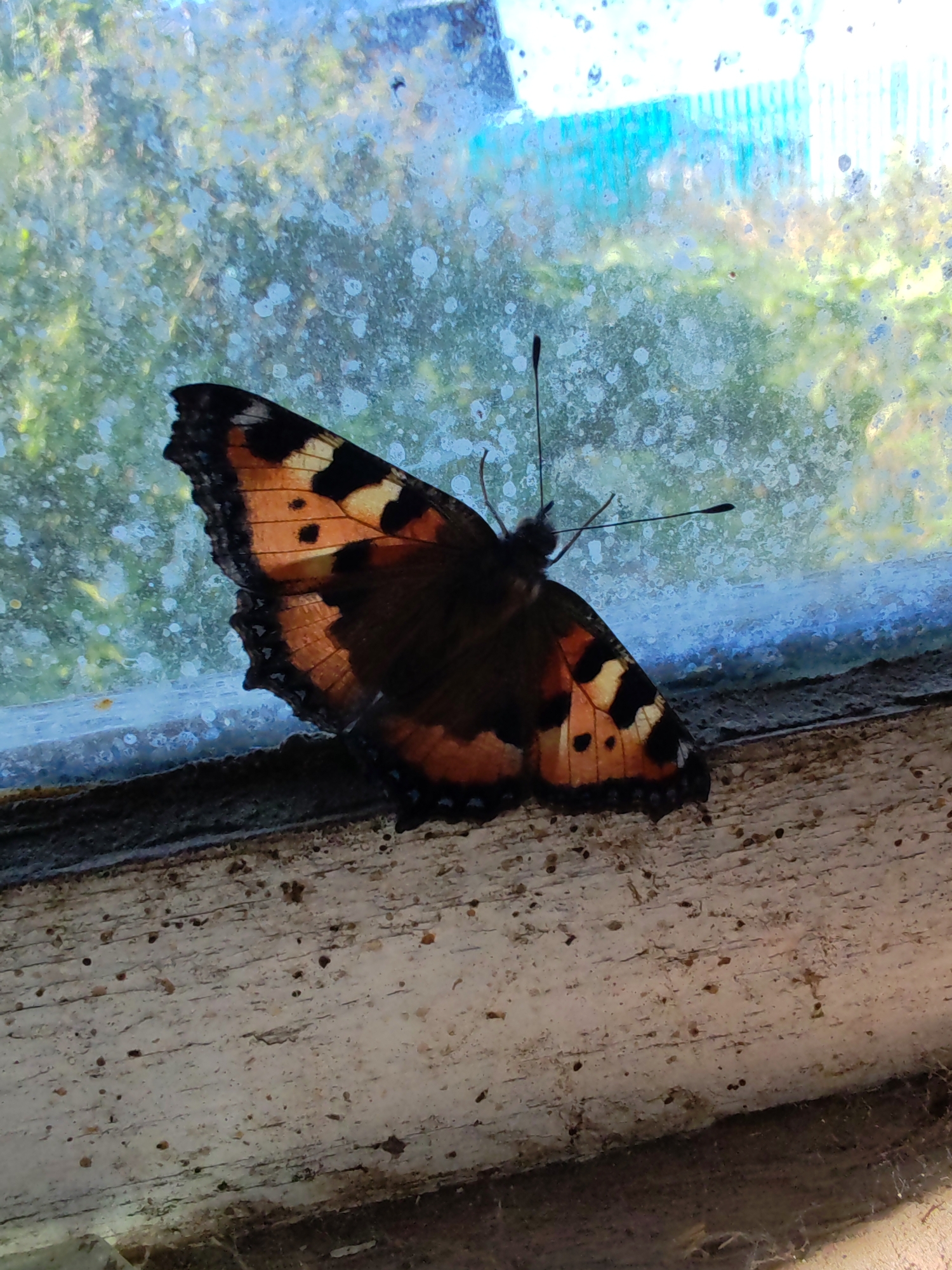 A butterfly with orange, black, and yellow markings rests on a weathered wooden windowsill. The butterfly's wings are partially open, revealing intricate patterns. Behind the butterfly, a dirty windowpane looks out onto a blurry, green outdoor scene. The windowsill itself is aged and cracked, with visible texture and some small dark specks. The overall impression is a close-up shot of nature interacting with a man-made structure in an outdoor environment. The location is specified as Chukhlem, Russia, however, there are no specific landmarks or elements in the image to corroborate this location beyond what is provided.