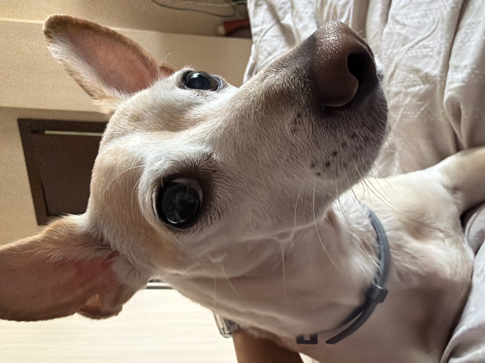 A close-up, head-and-shoulders shot of a light-colored dog with large, dark eyes and prominent ears is captured from a low angle. The dog's nose, a prominent feature in the foreground, is textured and dark. The dog is wearing a light gray collar. The background is softly blurred, suggesting an indoor setting with warm lighting. A hint of a person's arm is visible on the left side of the frame, near the dog's neck. The environment appears to be a bed with a textured, light-colored blanket. The image does not provide any information about the city of Plovdiv, Bulgaria, or any specific urban locations.