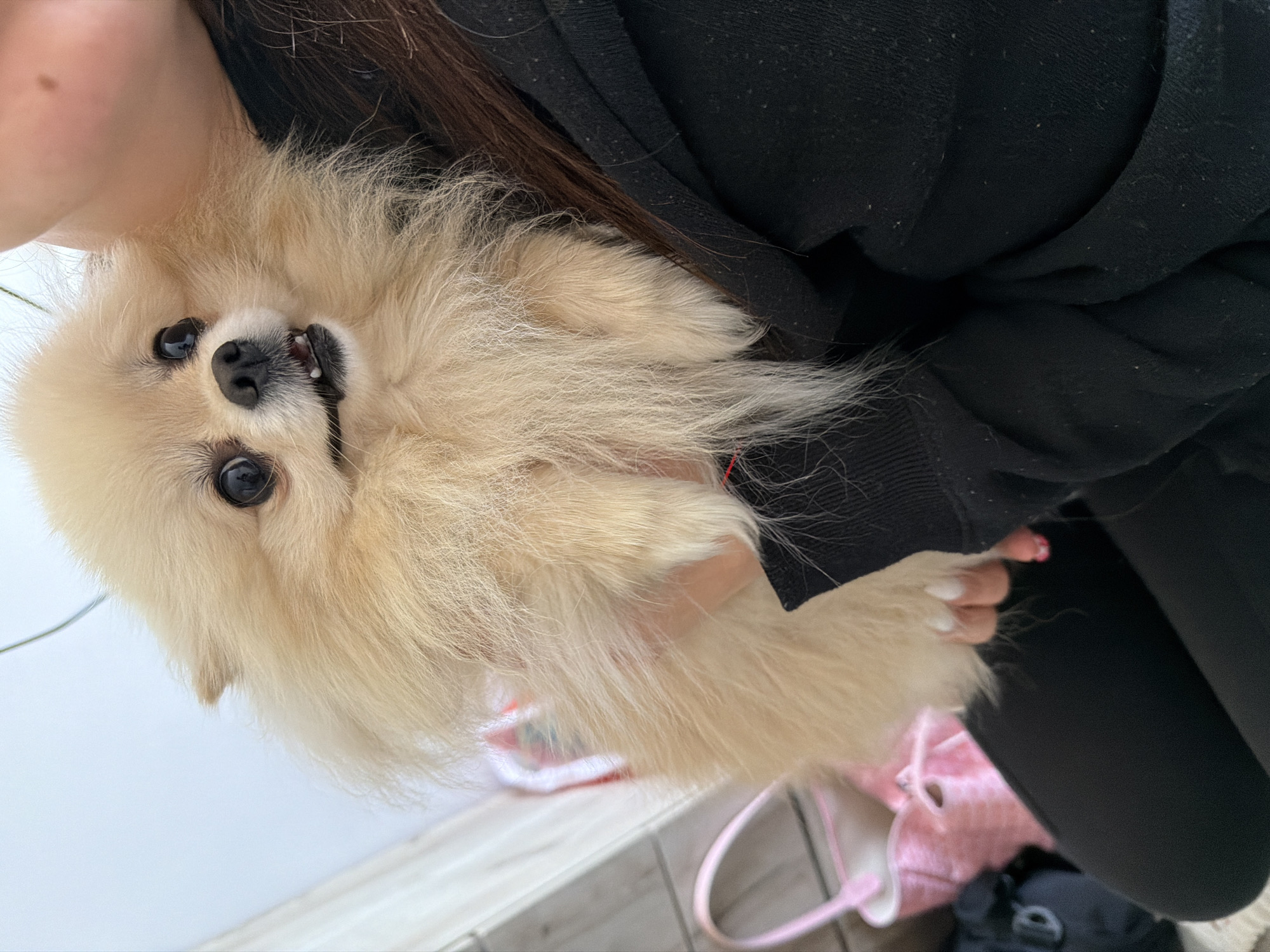 A light-colored Pomeranian dog is being held up close to the camera by a person. The dog has fluffy fur and a dark nose and eyes. The person holding the dog is wearing a black hooded sweatshirt and black pants. A pink bag is visible in the background, along with what appears to be a section of a white wall or surface. The image appears to be taken indoors. There is no indication of the image being taken in Varna, Bulgaria, or any other specific location.
