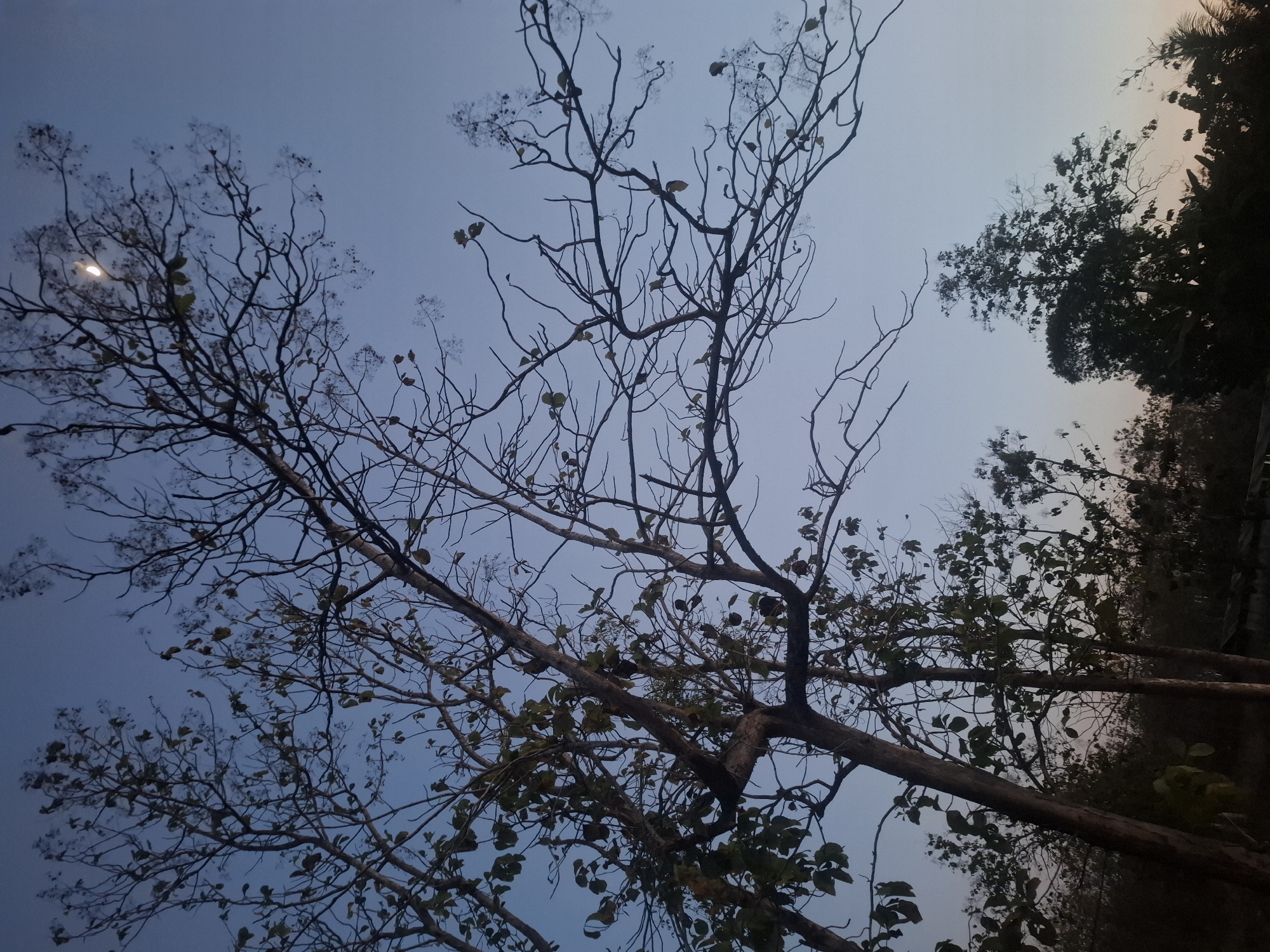 The image shows a twilight scene with a clear, pale blue sky. In the foreground, bare branches of deciduous trees crisscross the frame, with a few scattered leaves. A crescent moon is visible in the upper right quadrant of the sky, partially obscured by branches. In the background, silhouetted trees and foliage form a dark line against the horizon, with a hint of soft orange and pink light near the bottom where the sun has recently set. The environment appears to be a natural setting, possibly a park or a rural area, with no visible structures or people. The overall impression is one of a calm and serene evening. The location in Gampang Sejati, Indonesia, suggests a tropical or subtropical climate, which aligns with the types of trees and foliage visible.