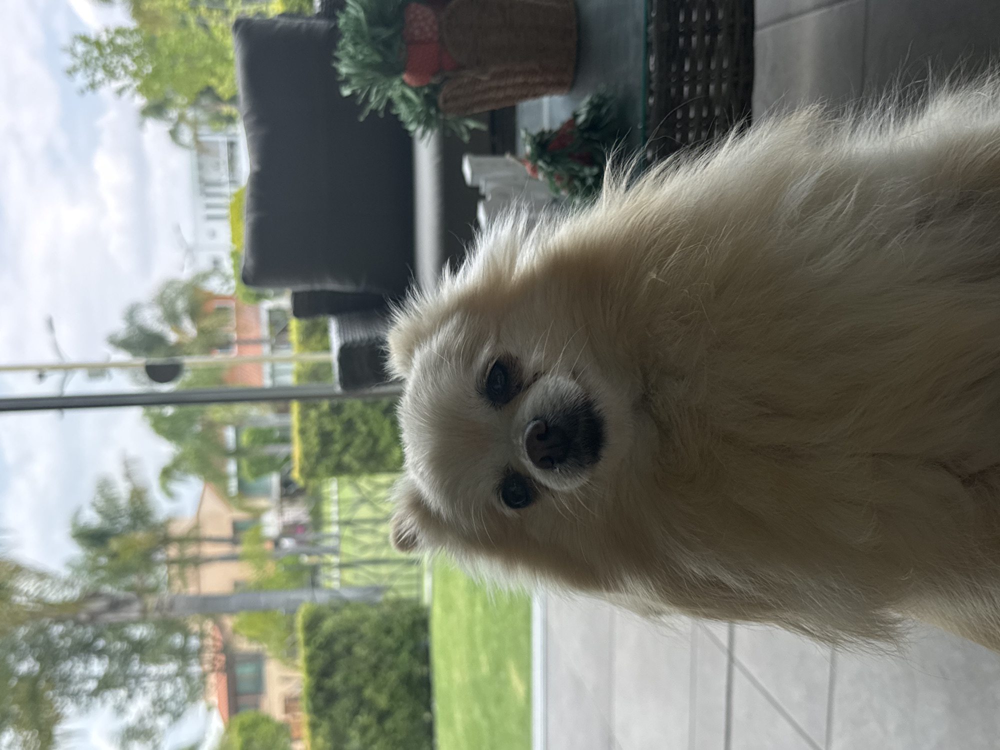 A fluffy, white Pomeranian dog is the primary subject, positioned close to the camera with its head slightly tilted, giving the impression it is looking directly at the viewer. The dog's features are distinct; its black nose and dark eyes are visible amidst its white fur. The background is visible through a clear window or sliding glass door. Behind the glass, there's a patio seating area with dark wicker furniture and decorative items such as a basket with red and green foliage. The outdoor environment consists of green grass, trees, and the blurred outlines of residential buildings in the distance. The tiles that make up the floor are gray. The photograph does not offer enough detail to confirm the precise location within San Bernardino Tlaxcalancingo, Mexico.